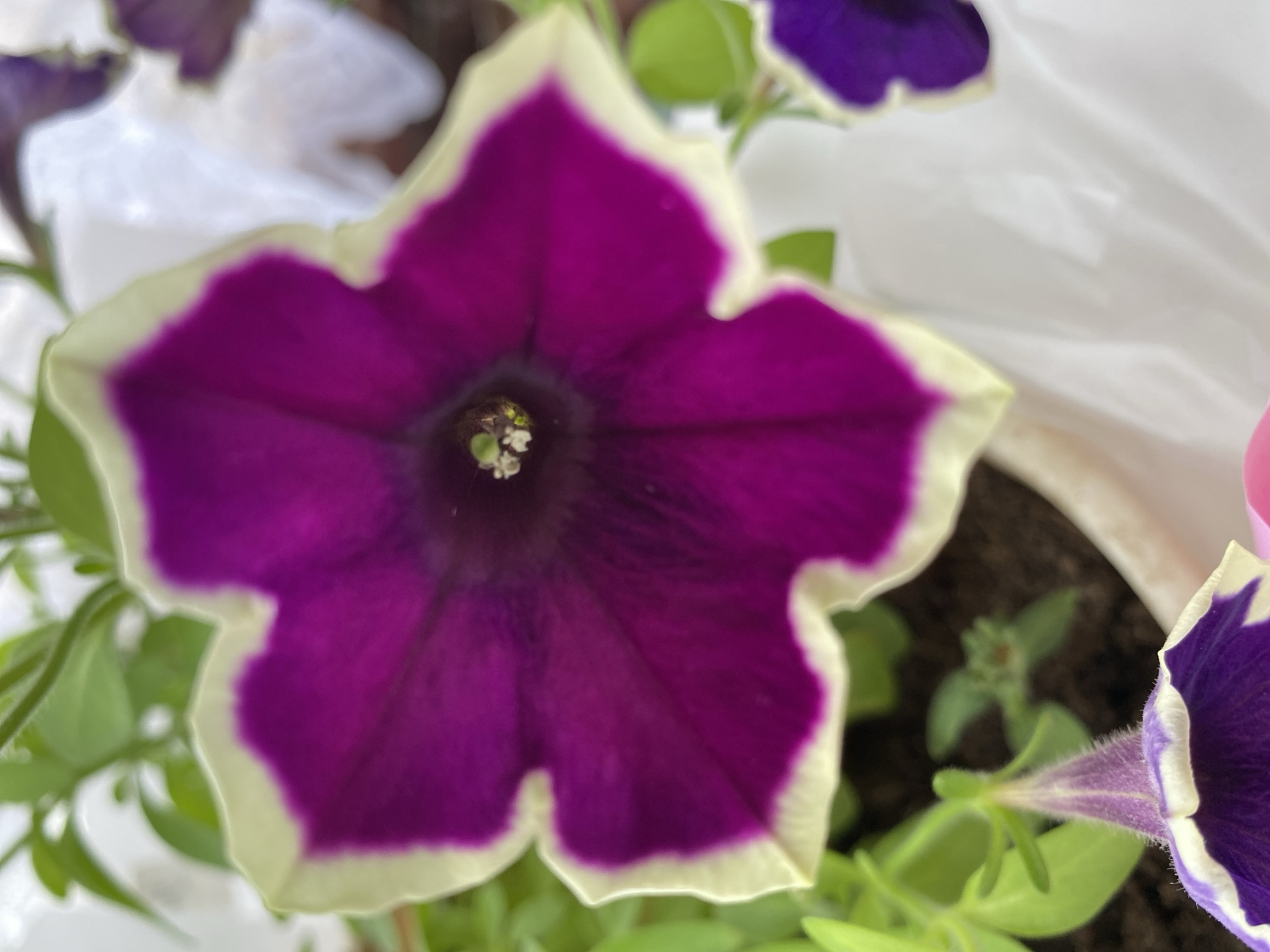 The image is a close-up, slightly blurry, eye-level shot of a vibrant purple petunia flower with a white or cream-colored edge. The flower has five distinct petals forming a star shape. The center of the flower is dark and contains delicate, light-colored stamen or pistils. The petals are a deep, rich purple that transitions to a lighter, almost creamy white at the ruffled edges. Green leaves and stems are visible around the flower, some in focus and some out of focus, suggesting the flower is part of a plant. In the background, other blurred flowers, including what appears to be another purple and white petunia, and a white, crinkled surface, possibly plastic or fabric, are visible. The overall impression is one of bright, natural beauty. There is no visible text.