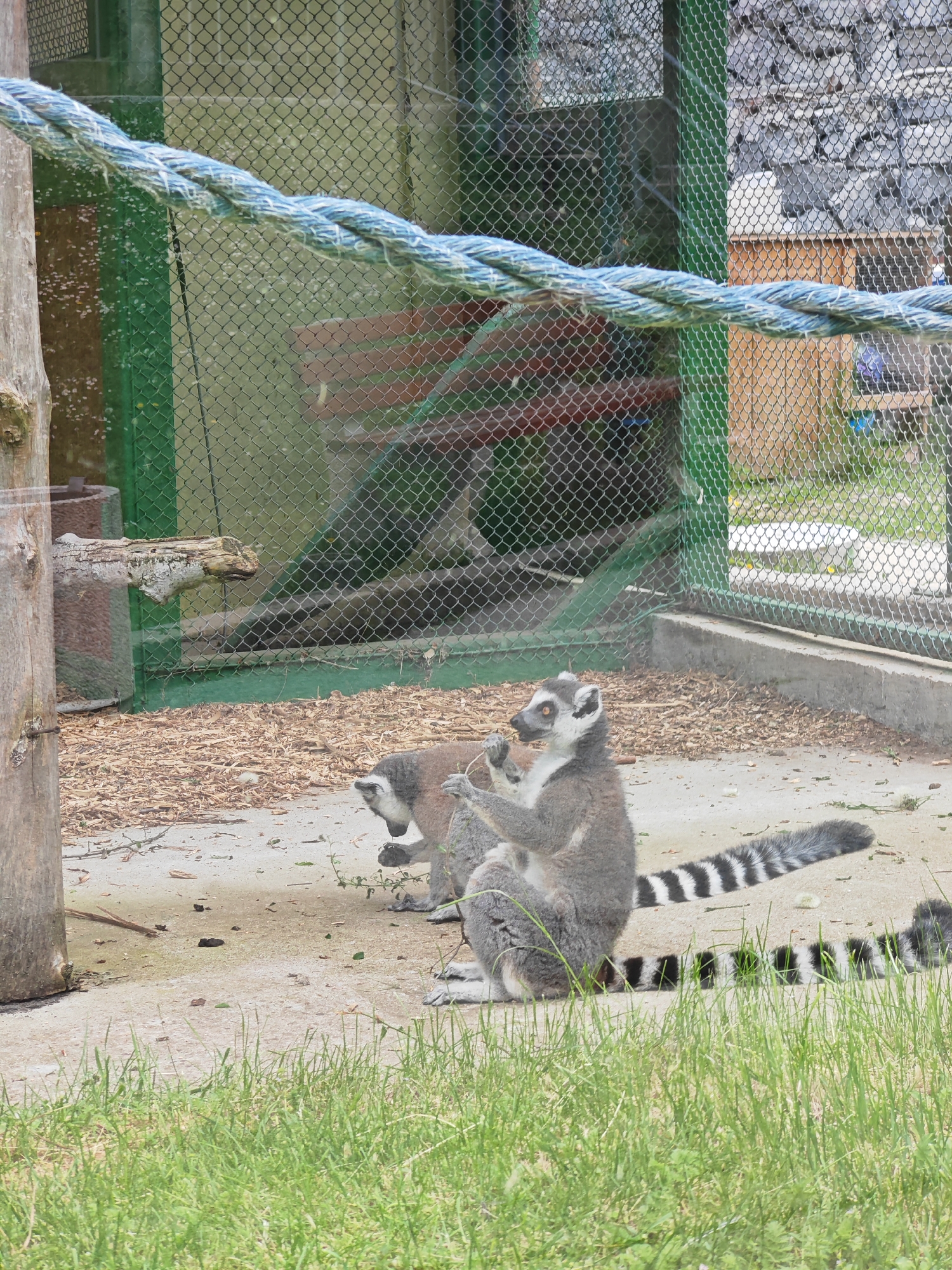 The image depicts a group of ring-tailed lemurs within an enclosure. One lemur is sitting upright, consuming something held in its paws, while another stands slightly behind it. The enclosure consists of a chain-link fence with a green painted frame and a concrete base. A thick blue rope hangs across the top of the enclosure. In the background, there's a structure made of stones enclosed in wire mesh. The ground within the enclosure is mostly bare dirt with some wood chips. The foreground shows green grass. The setting is presumed to be the Shumen Zoo in Shumen, Bulgaria, known for its lemur population.