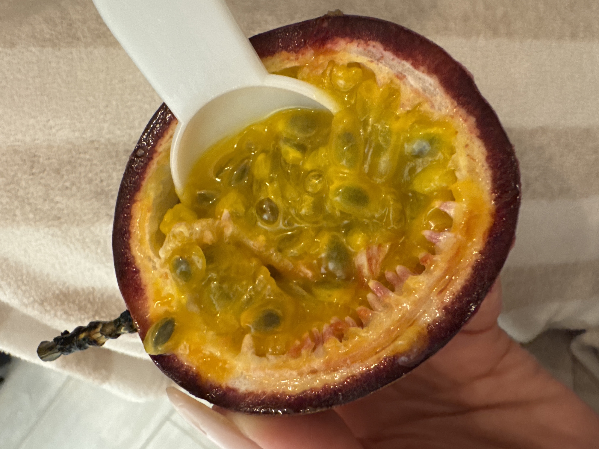 The image presents a close-up, top-down perspective of a single passion fruit (Passiflora edulis) cut horizontally in half. The fruit's dark purple, slightly wrinkled exocarp transitions to a thick, whitish mesocarp, and its interior is abundantly filled with translucent, viscous yellow-orange pulp containing numerous dark, ovate seeds. A white, opaque plastic spoon is positioned within the pulp on the right side of the fruit, indicating an ongoing or recent act of scooping. The dark, desiccated stem of the passion fruit is visible at the top-left, extending upwards. A human hand, characterized by a long, manicured fingernail with a light pink or nude polish, grips the lower-left portion of the fruit. The background consists of a blurred, light-colored, textured fabric, consistent with a towel or blanket, with indistinct brighter areas suggesting further background elements. The specific location within the city of Chaikovsky, Russia, is not discernible from the provided visual information.