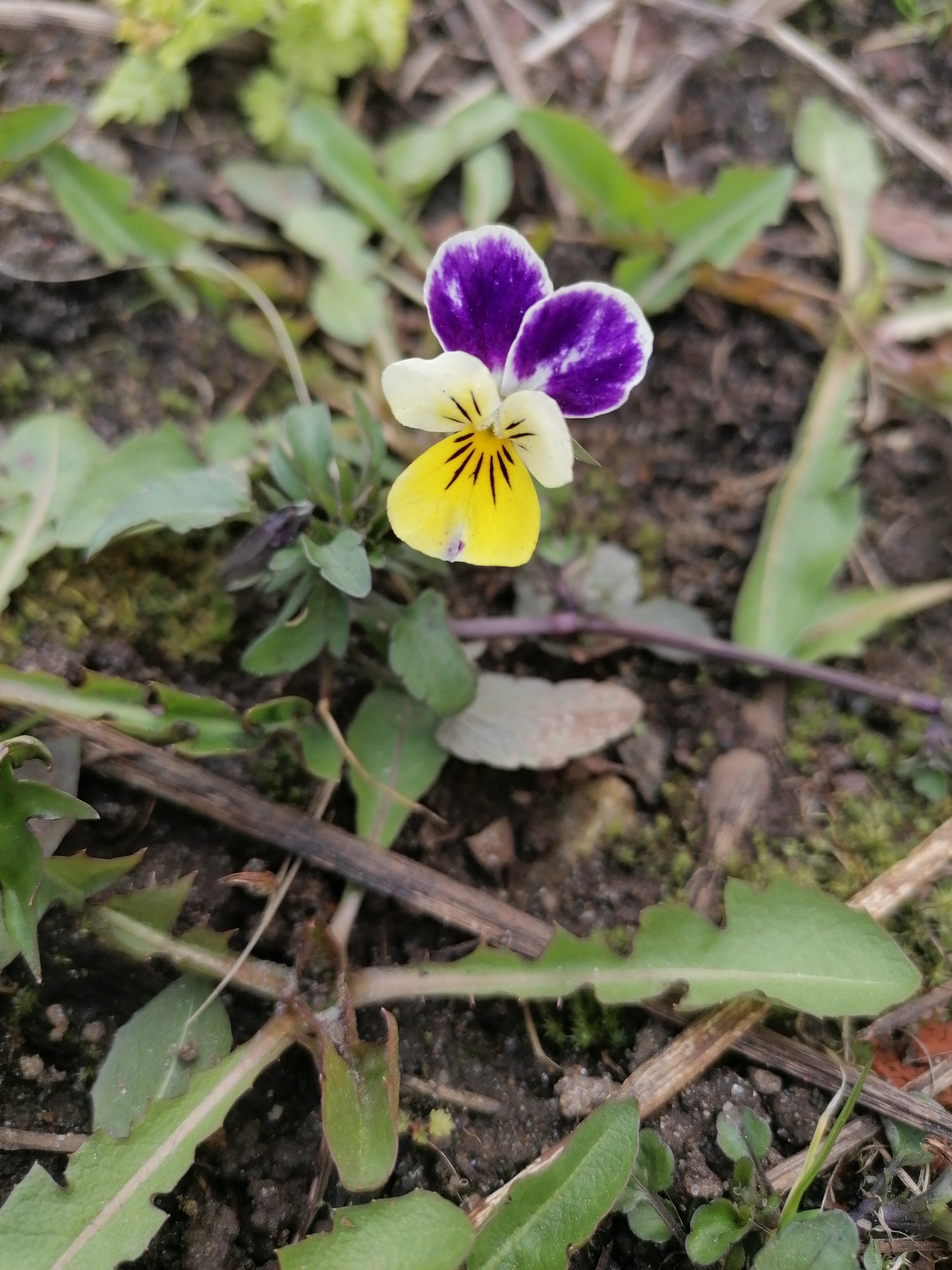 The image shows a single viola flower with purple and yellow petals growing in a patch of soil among other plants and dead leaves. The flower is positioned in the center of the frame, with surrounding foliage consisting of green leaves, some of which appear to be dandelion leaves. Small twigs are scattered across the ground. The location is Unknown, Unknown. There are no people present.