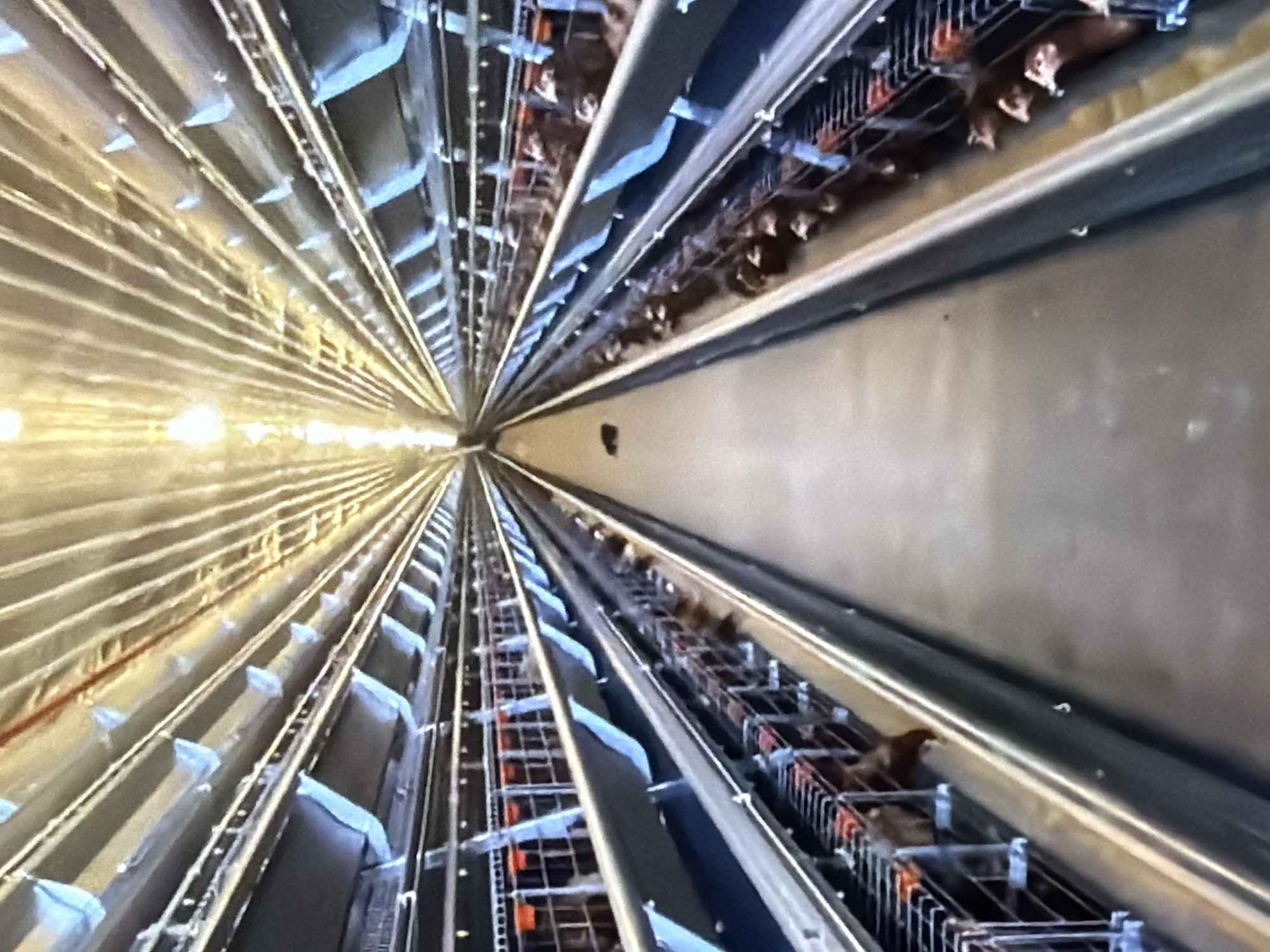 This is a photograph of a poultry farm, likely a commercial operation. The image shows rows of cages stacked on multiple levels, extending into the distance and creating a strong sense of perspective. The cages appear to be made of metal and are filled with chickens. The environment is industrial, with fluorescent lighting illuminating the space from above. There is a central walkway between the rows of cages. The overall impression is one of a large-scale agricultural facility. The reference to Bukuru, Nigeria, suggests this is a specific location, but the visual evidence within the image itself does not provide any direct clues to this geographical context.