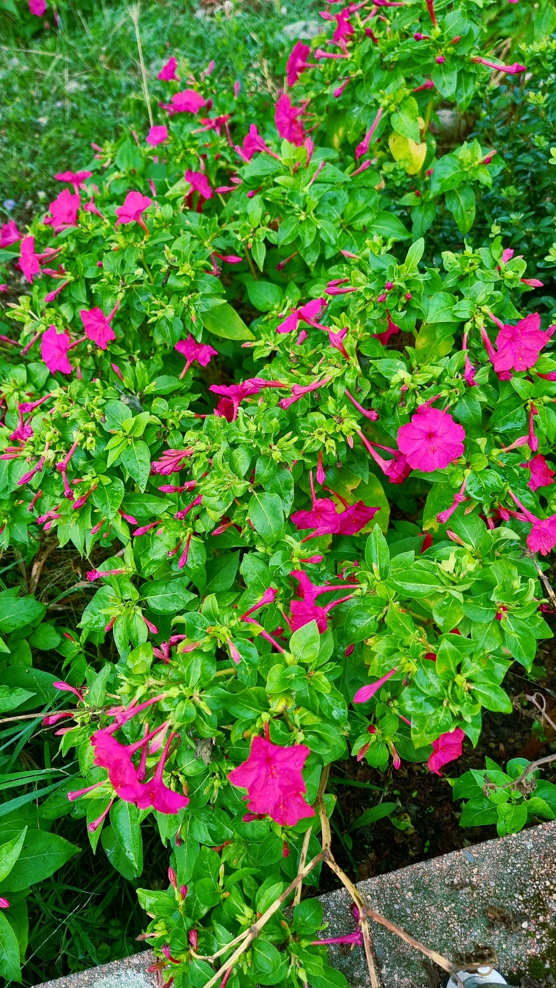 The image depicts a dense cluster of vibrant pink flowers, identified as Mirabilis jalapa, commonly known as four o'clocks. The flowers, with their trumpet-shaped petals, are interspersed with lush green foliage. The overall scene suggests an outdoor setting, possibly a garden or natural area. The presence of a concrete edge in the foreground indicates a transition between the vegetation and a man-made structure. While the image is rich in floral detail, it offers no specific visual cues to pinpoint its location within La Canya, Spain. No people, animals, or discernible actions are present. The environment appears natural and somewhat overgrown.