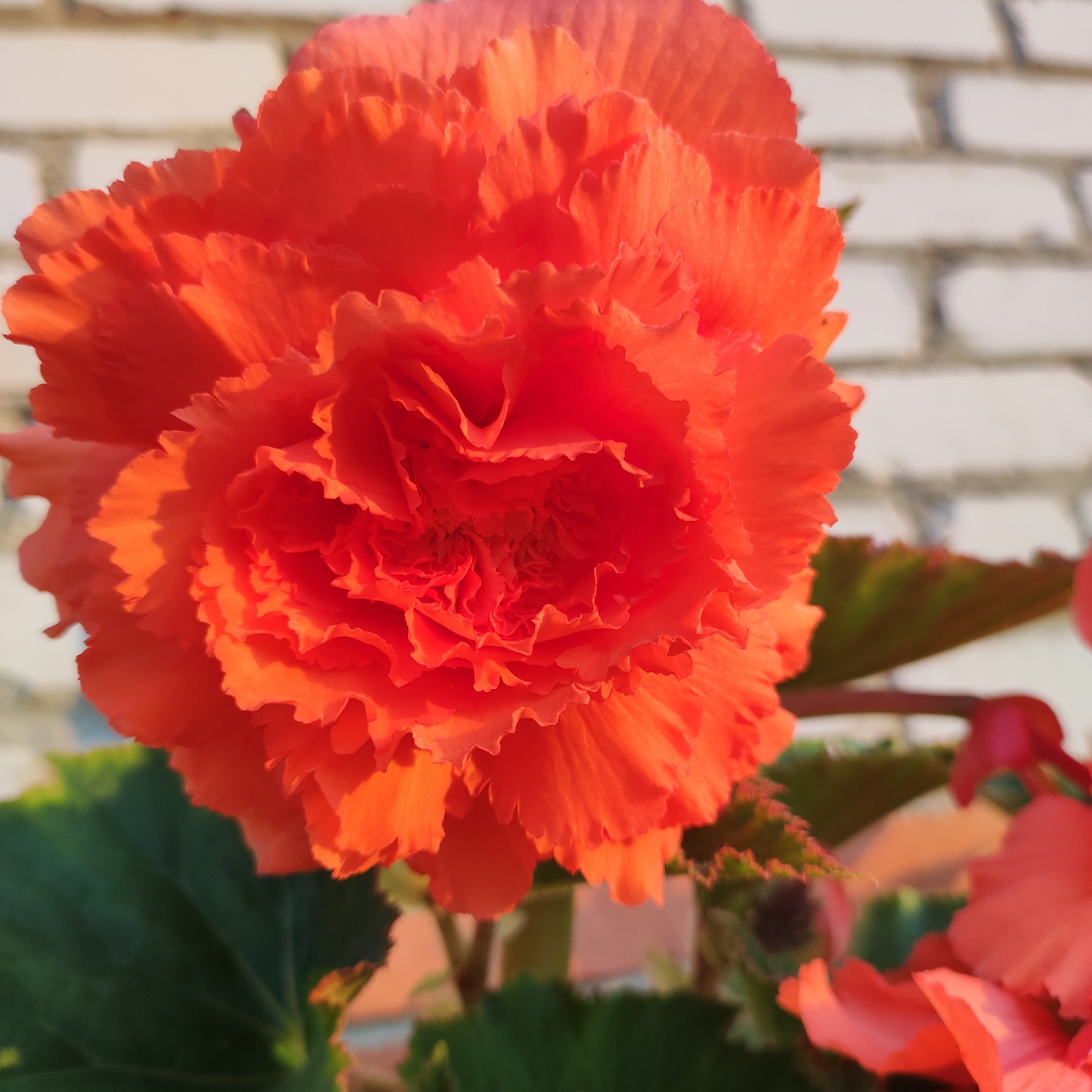 An extreme close-up shot captures the ruffled orange petals of a begonia flower against a blurred background of white brick and green leaves. The flower's petals are layered and edged with a delicate fringe, catching the sunlight to create bright highlights and deep shadows. The overall impression is one of vibrant color and intricate texture. The location is the city of Navoloki, Russia.