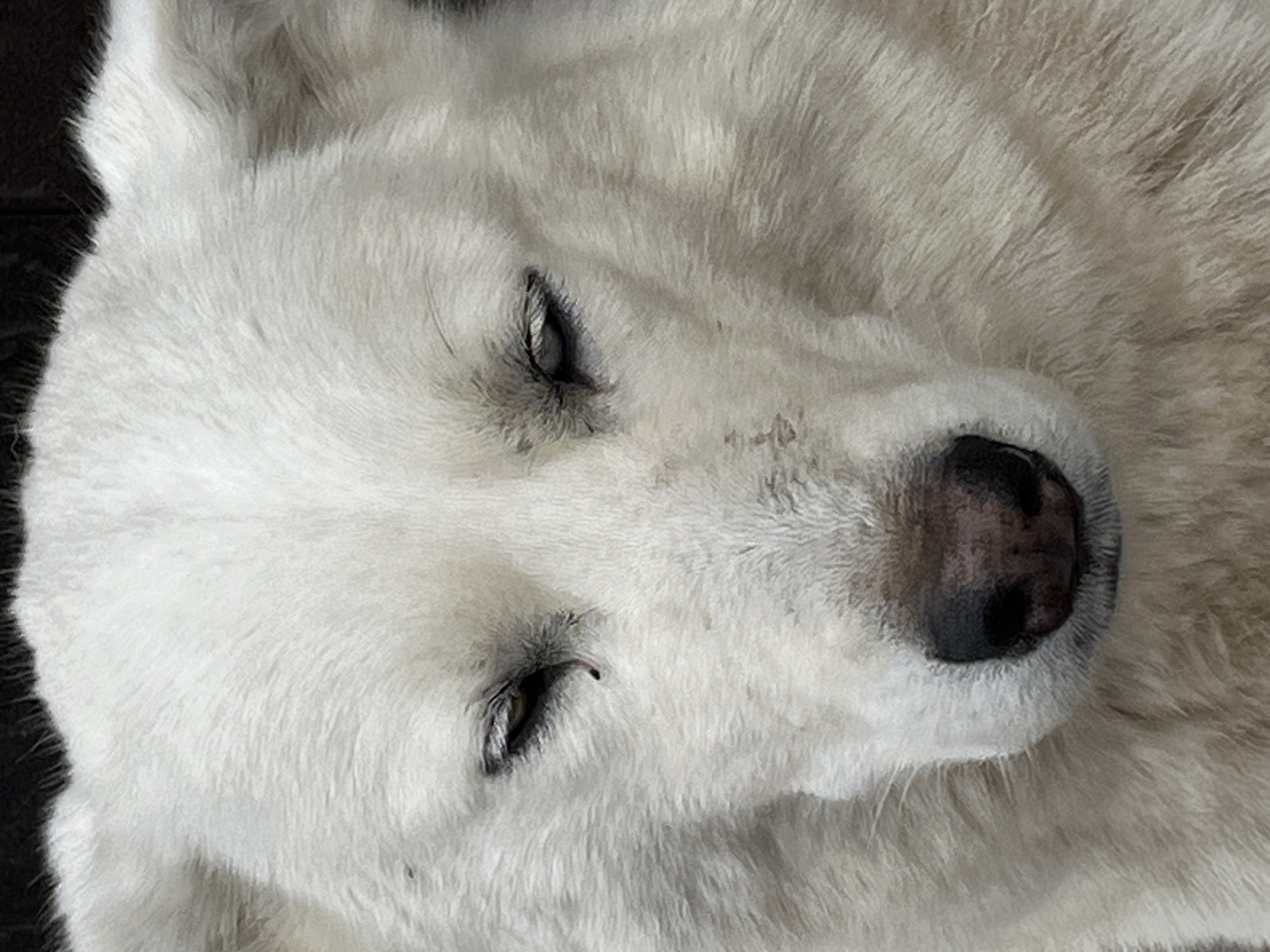 The image presents a close-up, high-angle view of a large white dog resting peacefully. The primary subject is the dog's head, predominantly covered in dense, fluffy white fur. Its eyes are either closed or half-closed, indicating it is sleeping or in a relaxed state. The dog's dark, textured nose is prominent towards the right side of the frame, contrasting with its light fur.
The dog appears to be a breed known for thick white coats, such as a Samoyed, Akbash, or Great Pyrenees. Its fur shows varying shades of white and light gray, particularly around the eyes and snout, suggesting depth and texture. The background is a dark, out-of-focus surface, possibly a floor or blanket, providing a simple setting that highlights the dog.
The activity taking place is the dog's restful sleep or repose. The overall emotion conveyed is one of tranquility and comfort. There are no explicit location cues within the image itself, though the provided context indicates the location is Шолья, Russia. The lighting is soft and even, suggesting an indoor setting or a shaded outdoor area, without any direct harsh light. No text is visible in the media file.