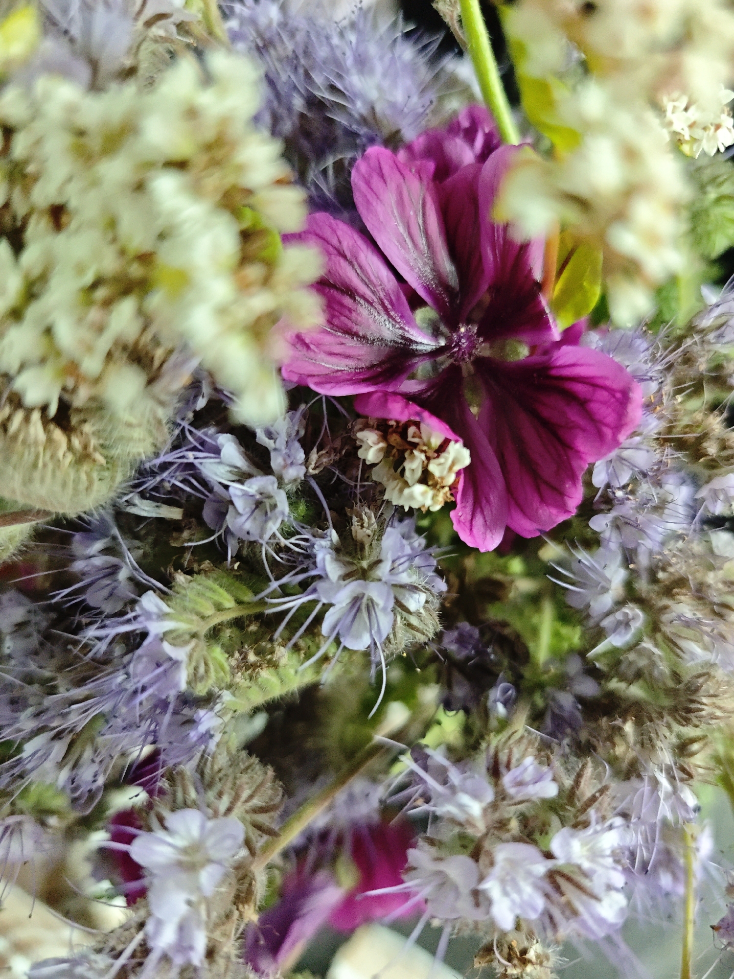This is a close-up, macro photograph of a bouquet of wildflowers. The dominant colors are shades of purple, pink, and white, with touches of green foliage visible. In the center of the image, a vibrant pinkish-purple flower with five petals and dark veins is prominent. Surrounding this flower are clusters of smaller, light purple flowers with delicate stamens. There are also fluffy, white or cream-colored blooms, some appearing dried and wispy. The background is softly blurred, suggesting a shallow depth of field. The lighting appears natural, highlighting the textures and intricate details of the flowers. The scene is a still life composition of natural elements, arranged artfully. There are no people or discernible actions taking place within the frame. The specific location in the city of Dobin am See, Germany, is not identifiable from the visual information provided in the image itself.