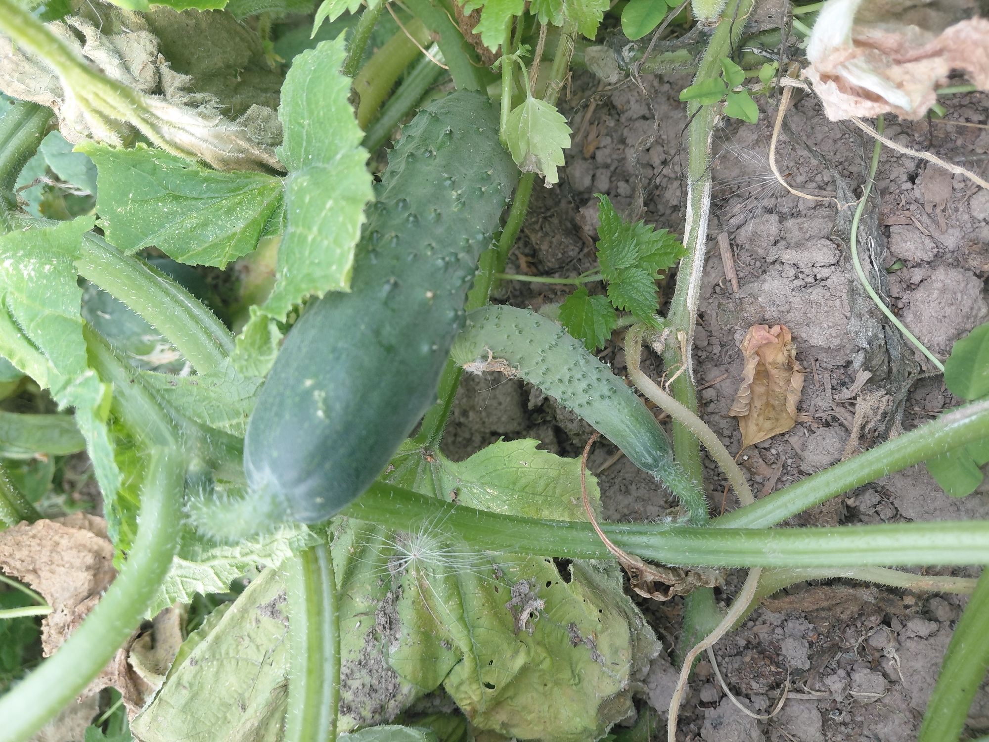 A close-up, eye-level shot captures a cucumber plant growing in the soil in Malinovka, Russia. The plant features several green cucumbers, some fully grown and others still developing, amidst its leaves and vines. The soil is dry and cracked, with some dried leaves scattered on the ground. A white, feathery seed head rests on the plant's stem. The lighting is natural, suggesting an outdoor setting.