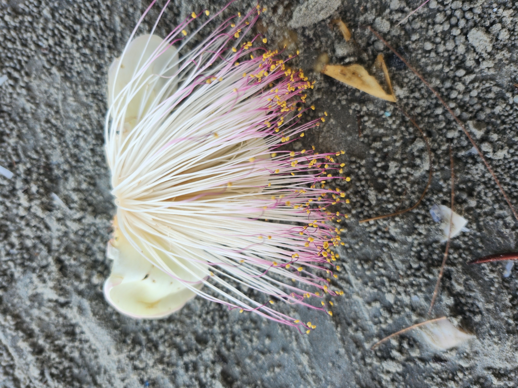 A fallen flower with numerous white and pink stamens tipped with yellow pollen lies on a sandy, rocky surface. The flower appears to be from a tree, possibly a Barringtonia, commonly found in coastal areas. The scene is located on the shore at Hat Pak Meng, Thailand, evidenced by the sandy terrain and hints of vegetation. The lighting suggests it is daytime. There are no people or animals visible in the image.