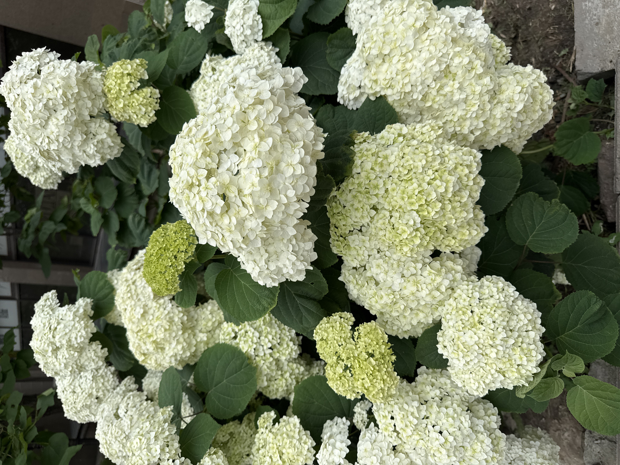 A close-up, vertical shot captures a cluster of blooming white hydrangeas with some green buds interspersed. The flowers are dense and spherical, composed of numerous small florets. Dark green leaves surround the blossoms. The background is blurred, showing hints of building architecture and a sidewalk. The scene appears to be an outdoor setting in a residential or public garden space, potentially located in Almaty, Kazakhstan, based on the typical flora found in the region during blooming seasons. No people are visible in the image. The lighting suggests it is daytime, possibly overcast or in shade, as there are no harsh shadows.