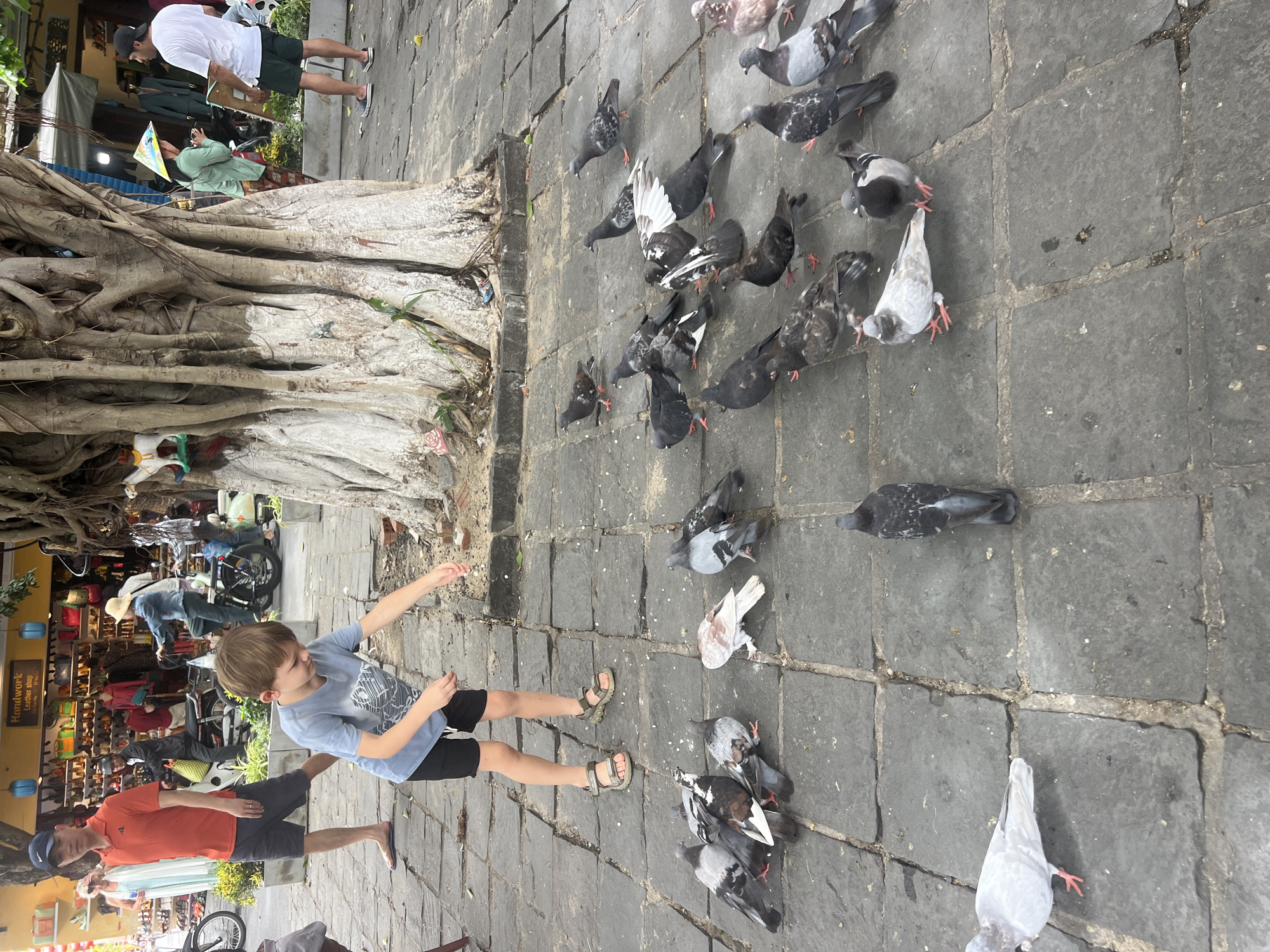 In Hoi An, Vietnam, a young boy in a blue t-shirt and black shorts is crouched down on a cobblestone path, extending his right hand towards a flock of pigeons gathered around him. The pigeons, a mix of grey, white, and brown, are pecking at something on the ground. The boy is wearing sandals. In the background, a large tree with thick, exposed roots dominates the scene. A man in an orange shirt and black shorts stands to the left of the boy, looking towards the pigeons. Further in the background, shops are visible, displaying various goods. Other people and a motorcycle are also present, suggesting a public outdoor space in the city.