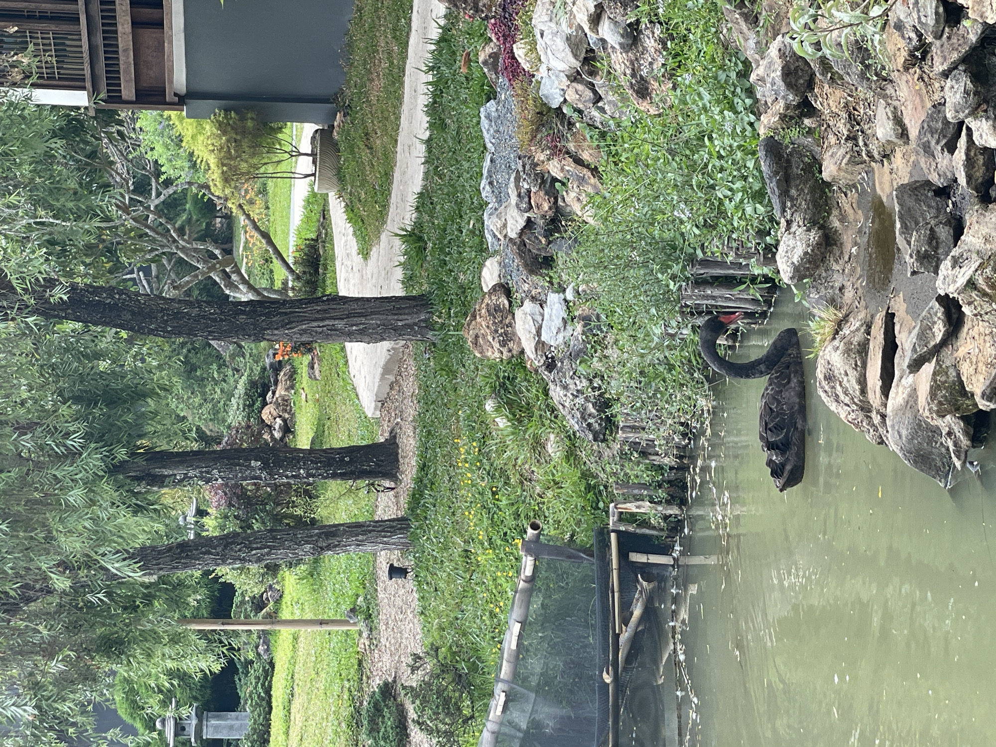 A tranquil scene in Ban Nong Hoi, Thailand, shows a pond with a black swan swimming near a rocky embankment covered with lush vegetation. The pond's murky green water reflects the sky. A bamboo structure, possibly part of a fence or enclosure, extends into the water. The landscape transitions from the water's edge to a well-maintained garden featuring grass, trees, and a stone pathway. The architecture of a building is visible in the background. The scene evokes a sense of serenity.