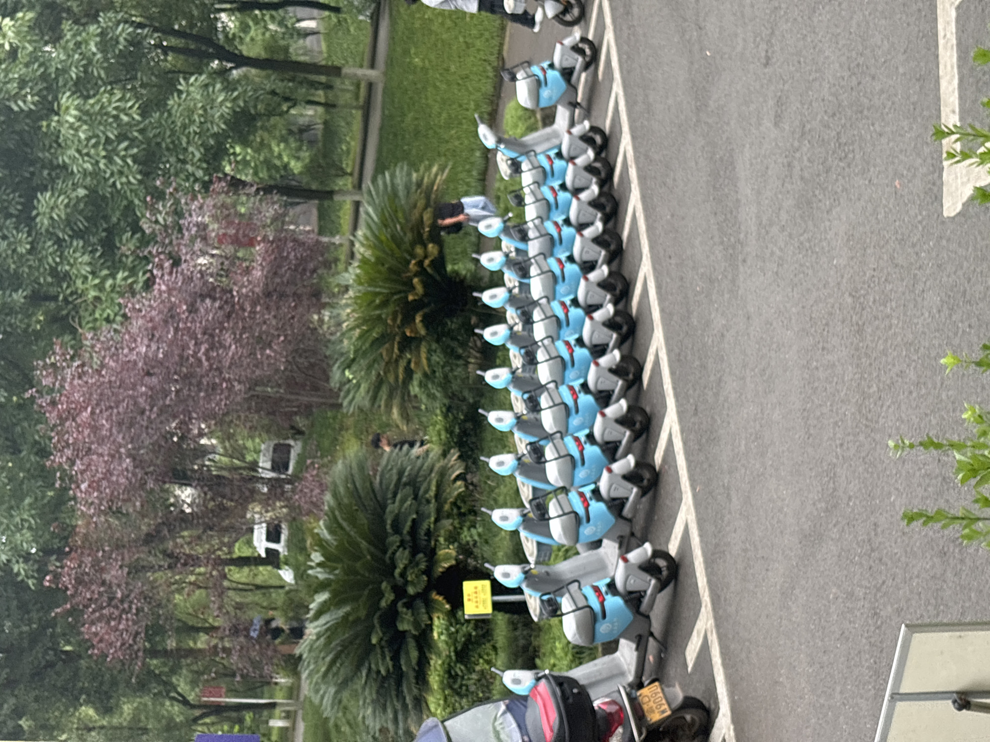 The scene depicts a row of parked electric scooters in Jiangjin, China. The scooters are predominantly gray with blue accents and white helmets. They are neatly aligned in a designated parking area on a paved surface with white parking lines. To the left of the scooters, there's a lush green area with trees, including palm-like trees and trees with reddish-purple foliage. In the background, blurred white structures are visible, likely buildings. A few people are present, with one seemingly interacting with the scooters. The environment is typical of an urban setting with integrated green spaces. The overall lighting suggests an overcast day.