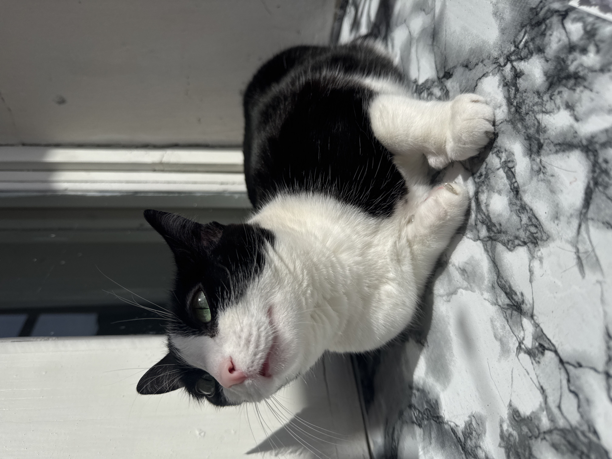 A black and white tuxedo cat is prominently featured, captured from an overhead perspective looking directly upwards at the camera. The cat's head is tilted slightly, showcasing its bright green eyes, delicate pink nose, and numerous long white whiskers. Its fur is a distinct pattern of black patches across its back and head, contrasting with fluffy white fur on its face, chest, and paws.
The cat is lying on what appears to be its side or back, with its front paws, one showing slightly extended claws, resting on a patterned surface. This surface resembles white and grey marble, with intricate dark veins. Bright natural sunlight illuminates the scene, creating noticeable shadows on the marble surface. To the left of the cat, a plain white structural element, possibly part of a window sill or a wall, is visible, with a darker, more shadowed area beyond it.
The cat's expression is one of calm curiosity, possibly with a hint of a smile from its slightly open mouth. The overall atmosphere suggests a relaxed moment during a bright, sunny daytime in Chaikovsky, Russia. There is no visible text in the image.