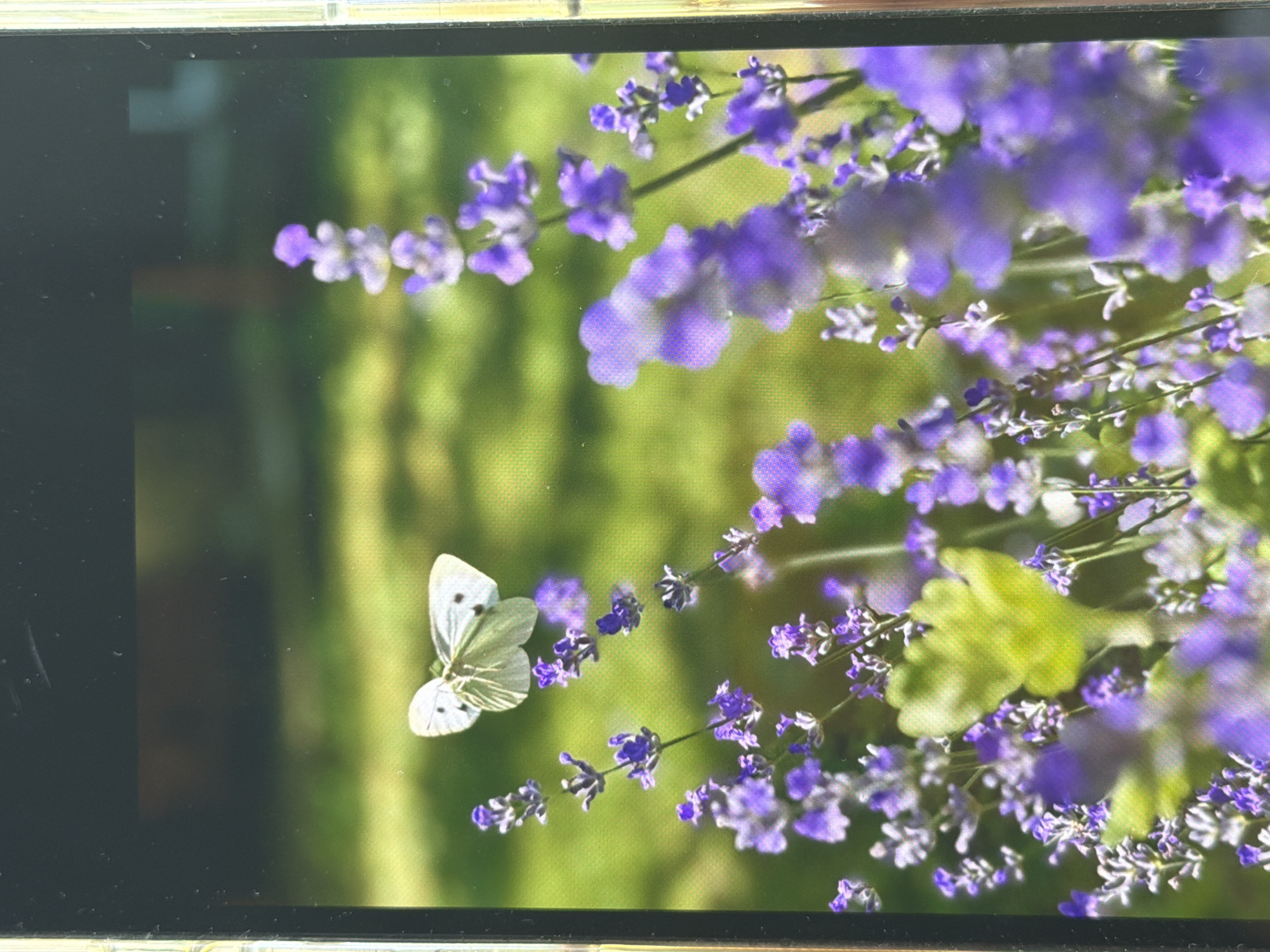 A macro photograph showcases a white butterfly with black spots in flight above a cluster of blooming purple lavender plants. The background is a softly blurred green field. The image appears to be captured on a sunny day. The scene is likely located in a garden or natural area within the city of Oryahovo, Bulgaria, given the presence of lavender, a plant often cultivated in the region. No people are visible in the image. The focus is sharp on the butterfly and the lavender flowers, creating a shallow depth of field.