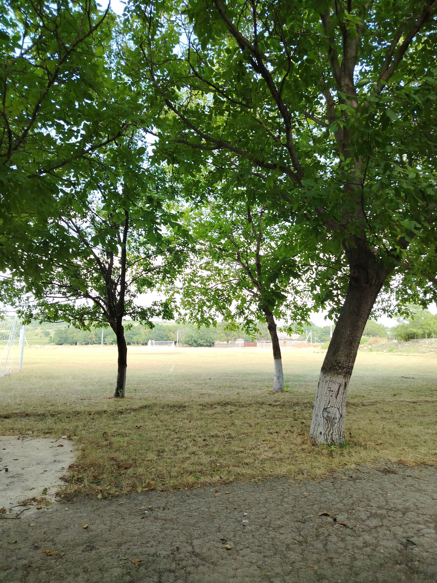 The image depicts an outdoor scene with trees in the foreground and a grassy field with soccer goals in the background. The trees are lush and green, with thick foliage. The field appears to be a soccer field, with white lines marking the boundaries and two soccer goals visible in the distance. The ground in the foreground is a mix of dirt and dry grass. The sky is visible through the leaves of the trees and appears to be partly cloudy. The scene suggests a rural or park-like setting. There are no people or animals visible in the image. The presence of soccer goals suggests that this is a sports field. Based on the information provided, this location is in the city of Ignăței, Moldova.