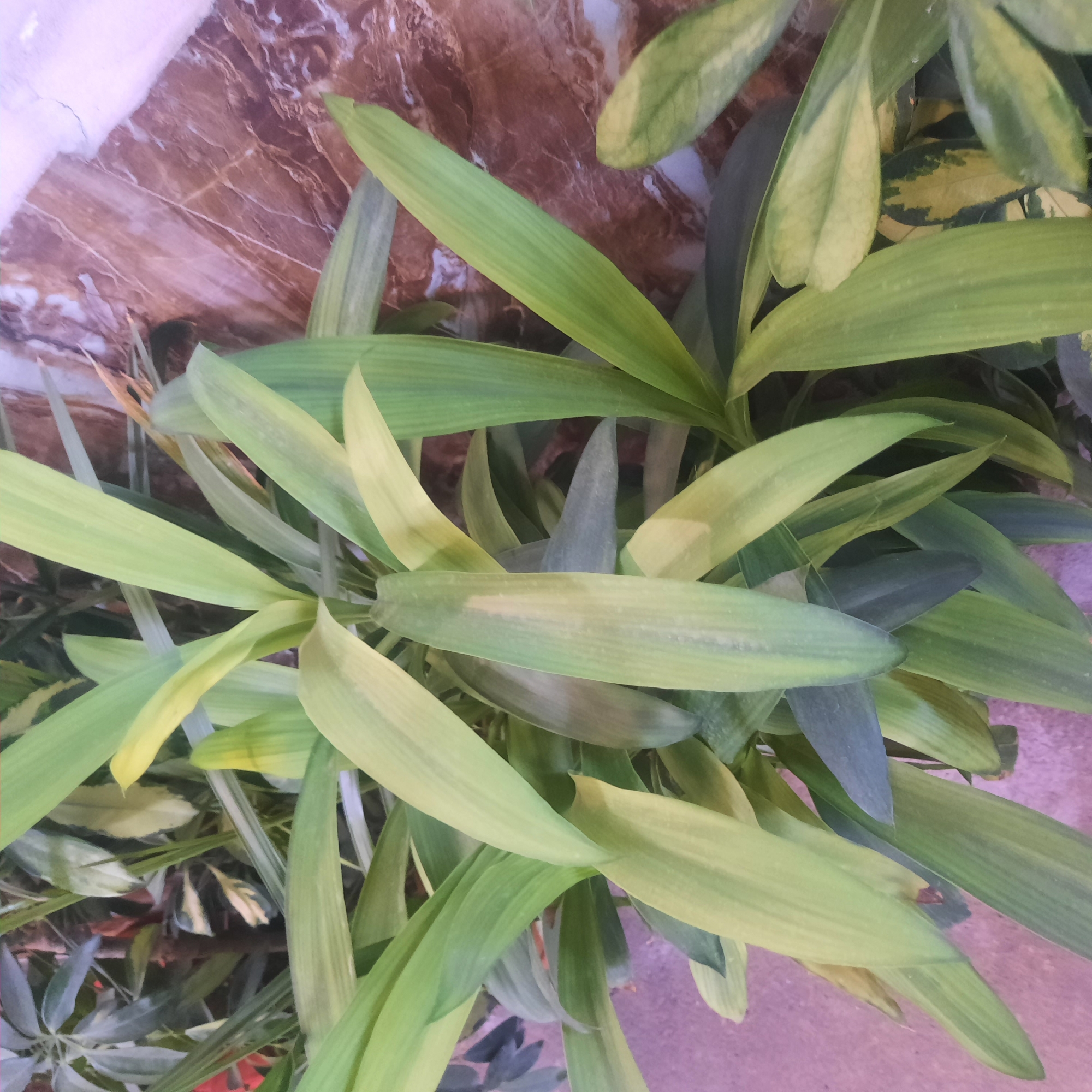 A close-up, overhead shot captures a cluster of long, variegated green leaves, some exhibiting streaks of yellow and pale green. The foliage appears to be part of an indoor plant, possibly situated near a wall with a marbled, brown and beige pattern. The lighting suggests an indoor environment, with a hint of purple light cast on the lower left corner, indicating a possible light source or reflection. No people or animals are visible in the frame. The overall scene is static and focused on the botanical subject and its immediate surroundings. The context of Osh City, Kyrgyzstan, is not visually discernible from the image itself.