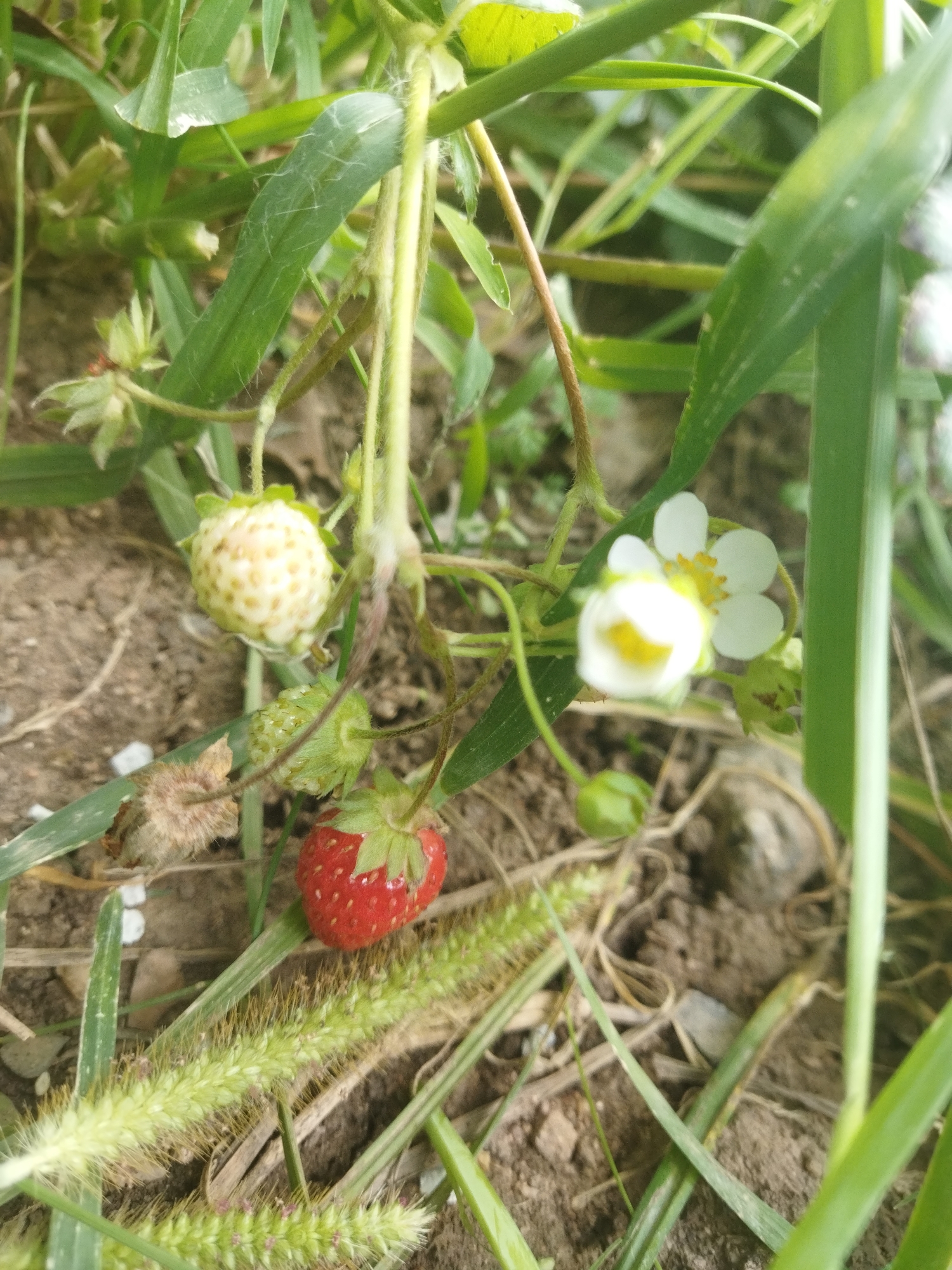 This is a close-up, high-angle, eye-level shot of a strawberry plant growing in loose soil, surrounded by green grass and other vegetation. The focus is on the strawberries and a small white flower with a yellow center. There is one ripe red strawberry visible, along with an unripe green strawberry and an immature white strawberry. The plant has thin stems and green leaves. The background is a mix of soil and blurred green foliage. The image is likely taken in a garden or natural setting in Mailuu-Suu City, Kyrgyzstan, given the context. There are no people or animals present.