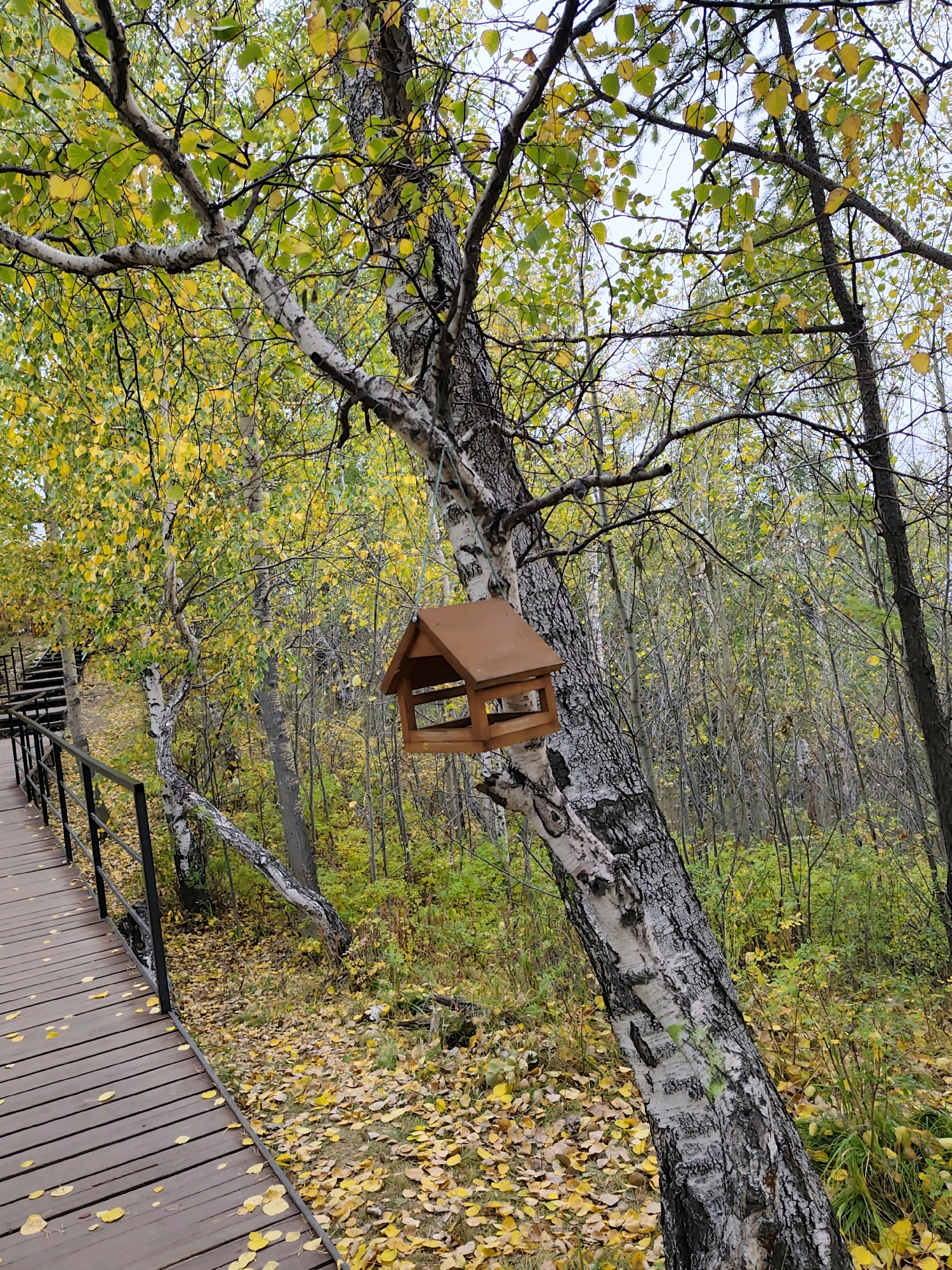In Nikola, Russia, an outdoor scene depicts a wooden bird feeder hanging from a birch tree. The tree is surrounded by a forest with yellowing and green foliage, indicating autumn. A wooden boardwalk with a black metal railing is visible on the left side of the image, with fallen yellow leaves scattered across its surface and the ground. The sky is overcast.