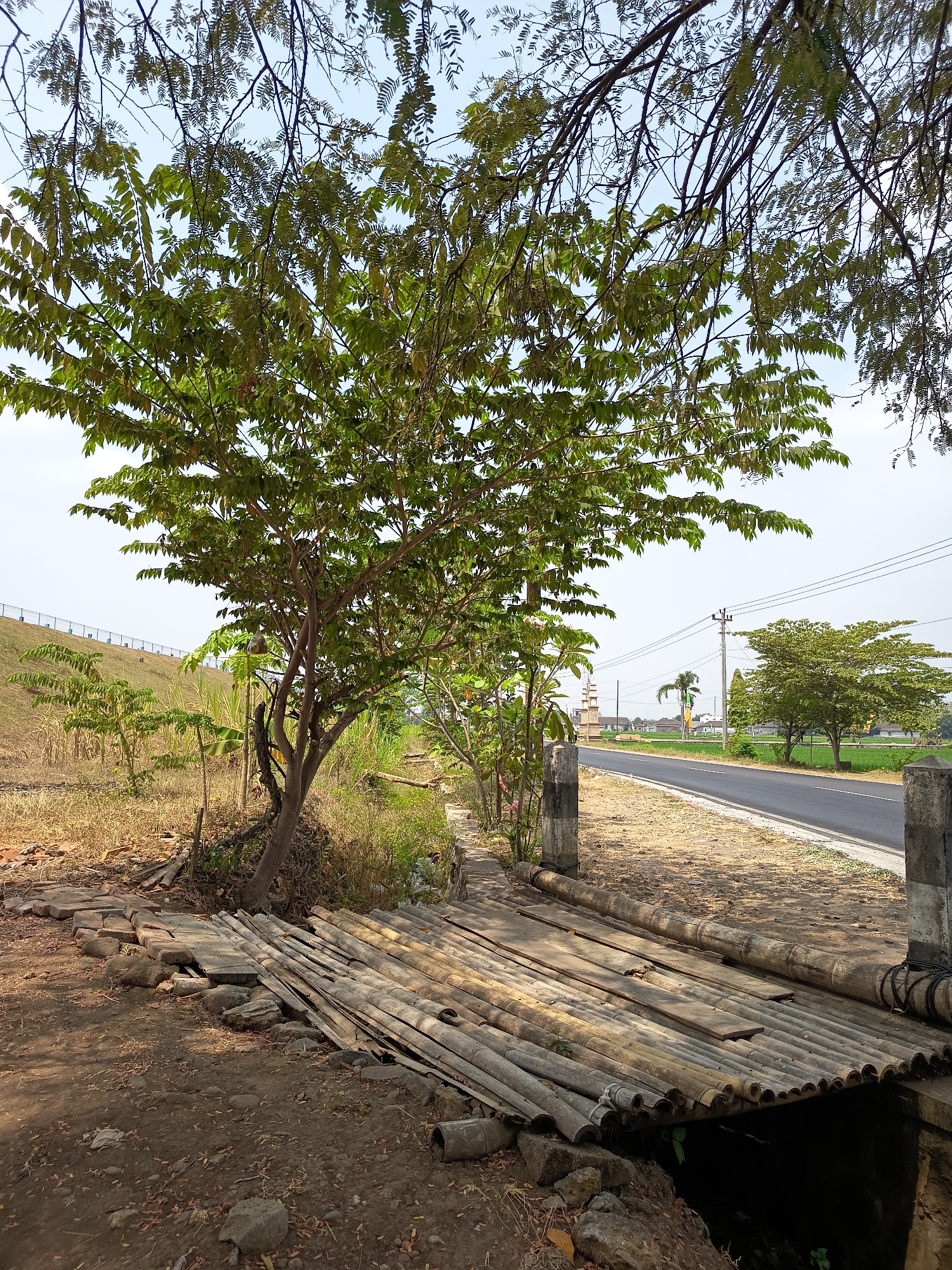 The image depicts a rustic bamboo bridge constructed over a small waterway. The bridge is laid with bamboo poles arranged longitudinally, showing signs of wear and tear. To the left of the bridge, there is a patch of dry grass and a young tree. Further left, a grassy embankment rises, topped with a fence. To the right of the bridge, a paved road runs parallel to it, bordered by a concrete pillar. In the background, there are power lines, some trees, and what appears to be a rural landscape with some structures. The sky is clear and bright. The scene suggests a rural or semi-rural setting in Lalung, Indonesia.