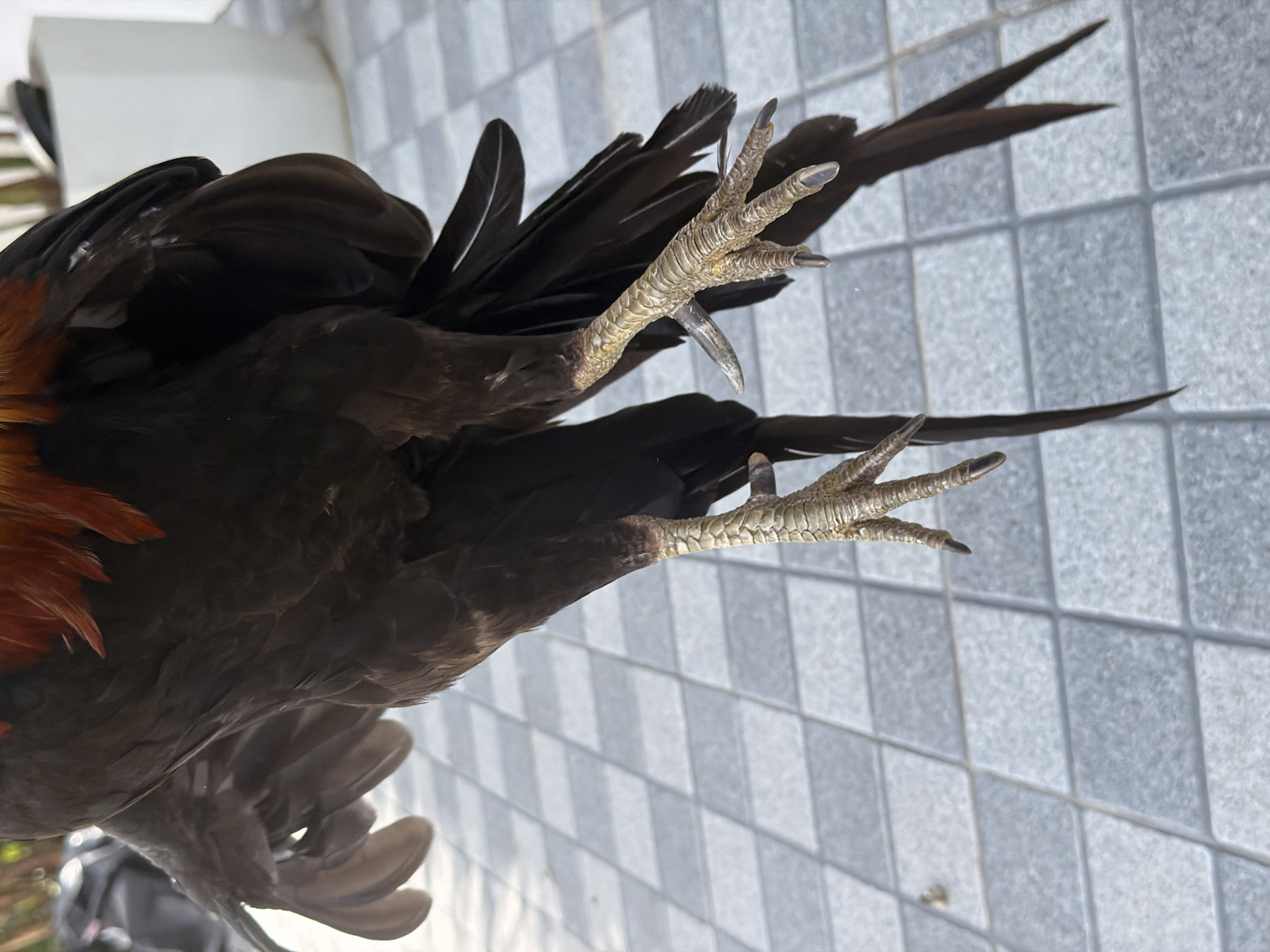 A close-up, eye-level shot focuses on the legs and feet of a dark-feathered rooster. The bird is held aloft, with its tail feathers cascading downwards. The scales on its yellow, clawed feet are clearly visible, as are its sharp talons. The background consists of a tiled patio, with some indistinct shapes suggesting outdoor furniture or structures. The lighting is natural and appears to be daylight. The scene is devoid of human presence. This image was captured in the Ko Samui District of Thailand.