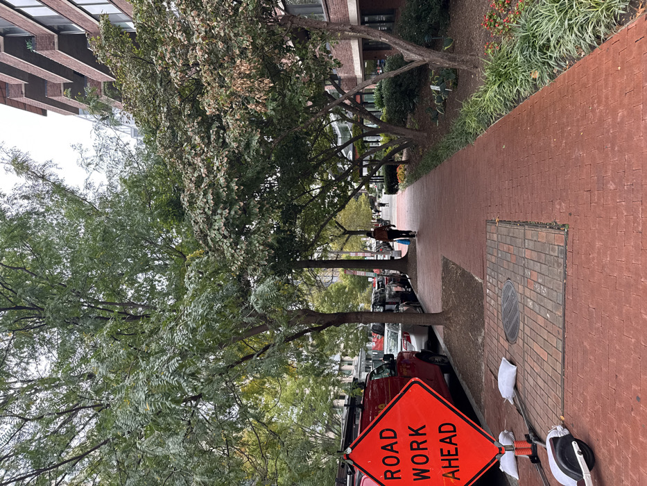 The image displays an urban street scene in Washington, United States, under an overcast sky. A prominent red diamond-shaped "ROAD WORK AHEAD" sign on white stanchions, stabilized by white sandbags, stands in the foreground on the left. Partially visible next to it on the ground is the front wheel and deck of a white electric scooter. A section of red brick pavement containing a circular metal manhole cover is visible on the sidewalk.
The foreground and midground are dominated by a wide red brick pedestrian sidewalk extending into the distance. To the left of the sidewalk, a line of mature trees with green foliage separates it from a street where several vehicles are parked parallel to the curb, including a red commercial van and a silver sedan.
On the right side of the sidewalk, a landscaped strip features various shrubs and smaller trees; some trees have green leaves while others display browning or variegated foliage. Beyond this landscaping, a multi-story brick building with multiple balconies and windows is visible.
A lone individual, dressed in dark attire and carrying a light blue bag, walks away from the viewer on the red brick sidewalk. Additional pedestrians are faintly visible further along the sidewalk in the background. The overall scene depicts a typical urban environment with tree-lined streets and hints of ongoing infrastructure activity.