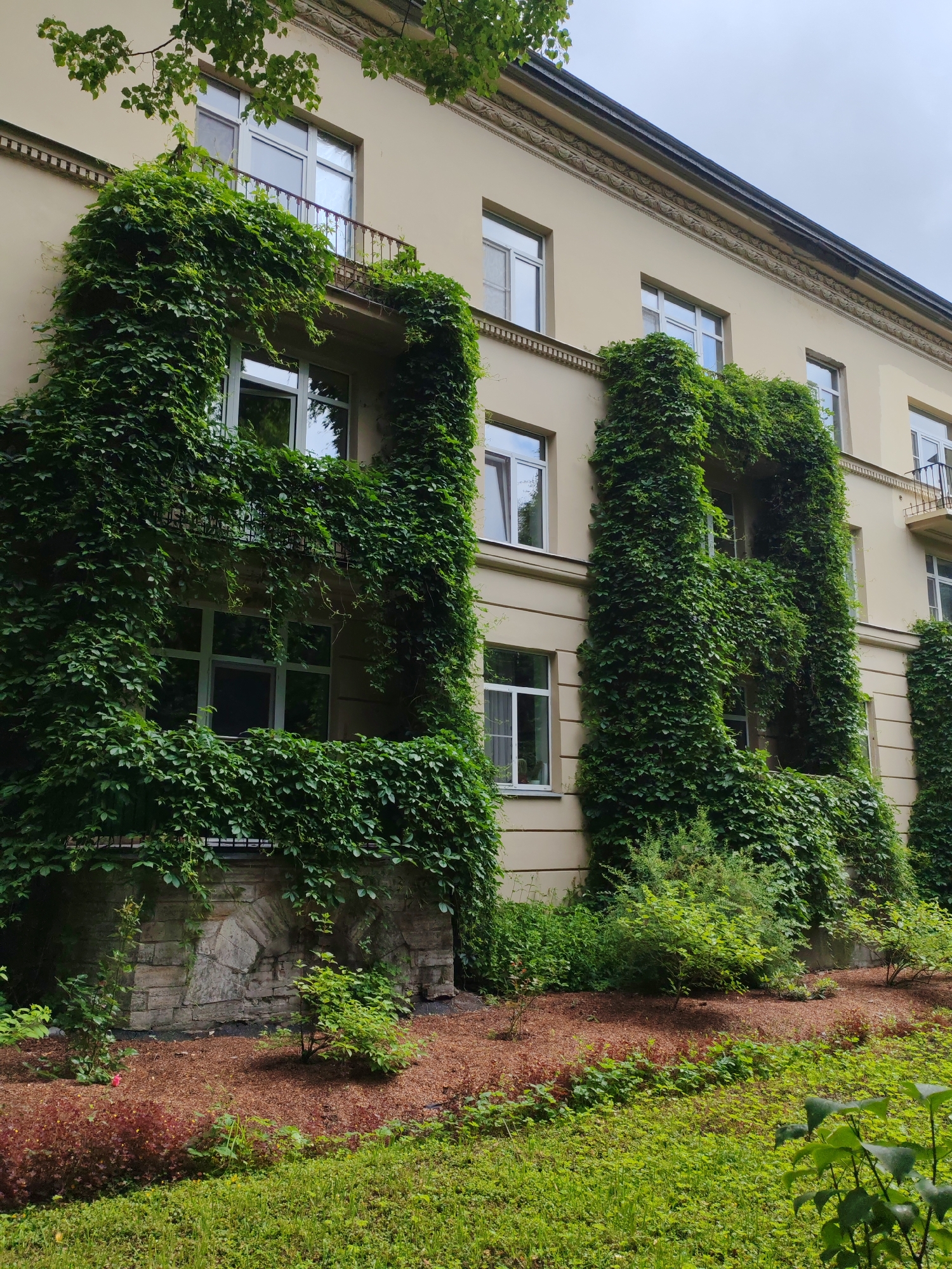 The image shows a light-colored building with multiple windows and balconies. The building is covered in dense green ivy, which is growing up the walls and around the balconies. There is a patch of red mulch in front of the building, with some small green bushes and plants growing in it. In the foreground, there is a lush green lawn with some flowering plants. The sky is overcast. The scene appears to be in a park or garden setting, possibly in the city of Pushkin, Russia, given the architectural style which is reminiscent of buildings found there.
