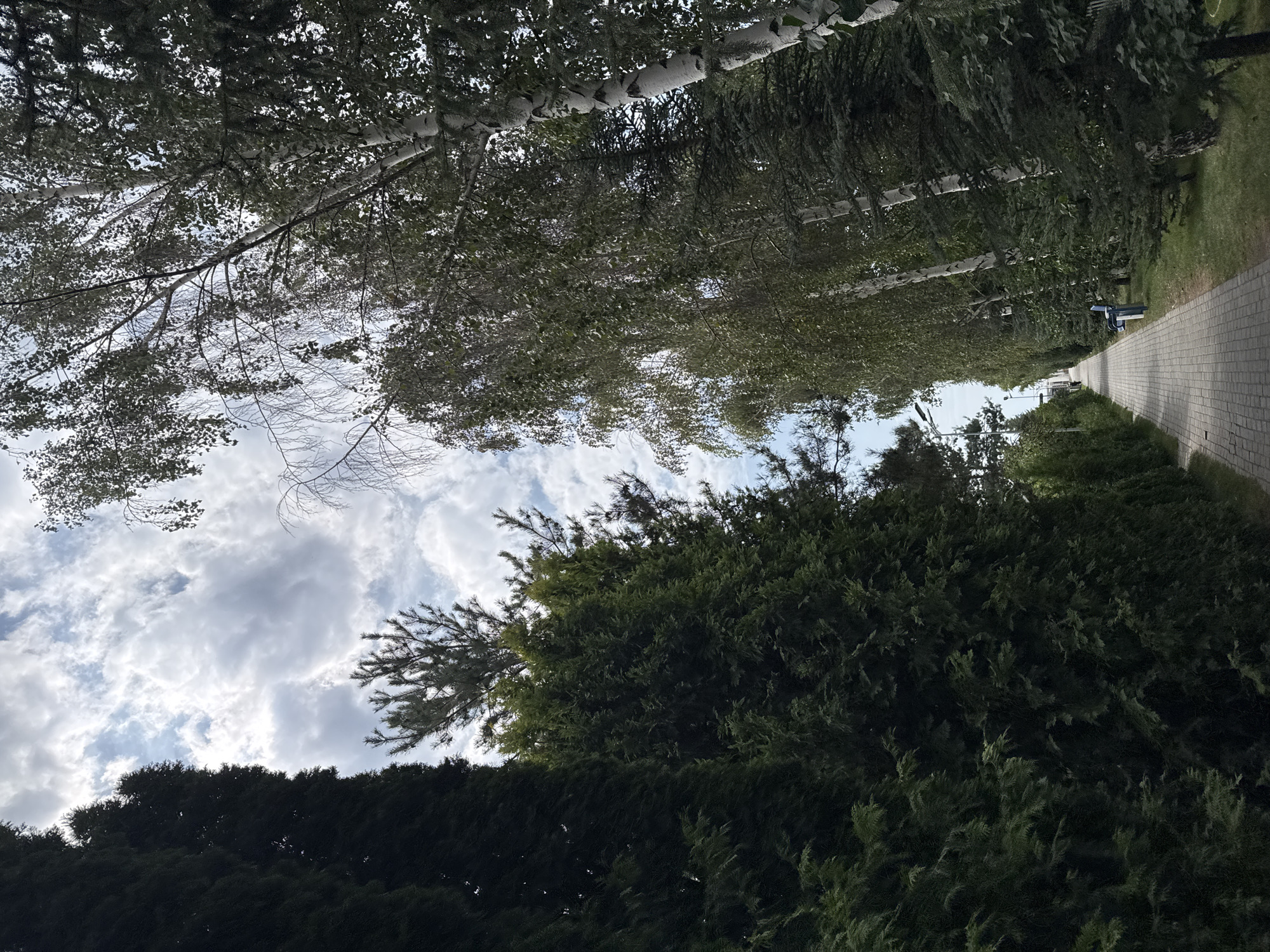 The image depicts a paved walkway lined with trees in Sary-Oy, Kyrgyzstan. On the left, a dense row of dark green coniferous trees forms a wall, while on the right, a line of deciduous trees, including birches with their characteristic white bark, create a contrast. The walkway is constructed of light-colored rectangular pavers and recedes into the distance, suggesting a path through a park or residential area. The sky above is partly cloudy, with patches of blue visible through the white and gray clouds. A single blue bench is visible on the right side of the walkway, positioned among the trees. The overall impression is one of a peaceful, natural setting within a town.