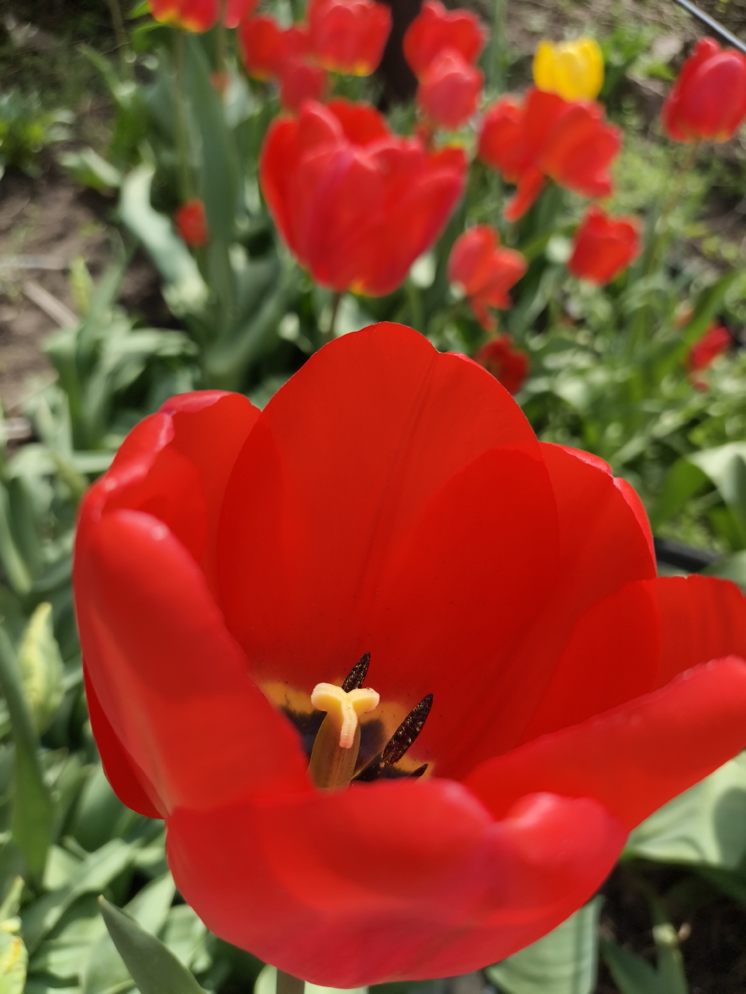 The image shows a close-up of a bright red tulip in full bloom. Its petals are smooth and shiny, revealing the flower's yellow and black reproductive organs at its center. In the background, a collection of red tulips stand amidst green leaves. A single yellow tulip is visible, adding a contrasting color amidst the reds. The scene suggests a garden setting. There is no indication of the city of Apostolove, Ukraine or any urban elements.