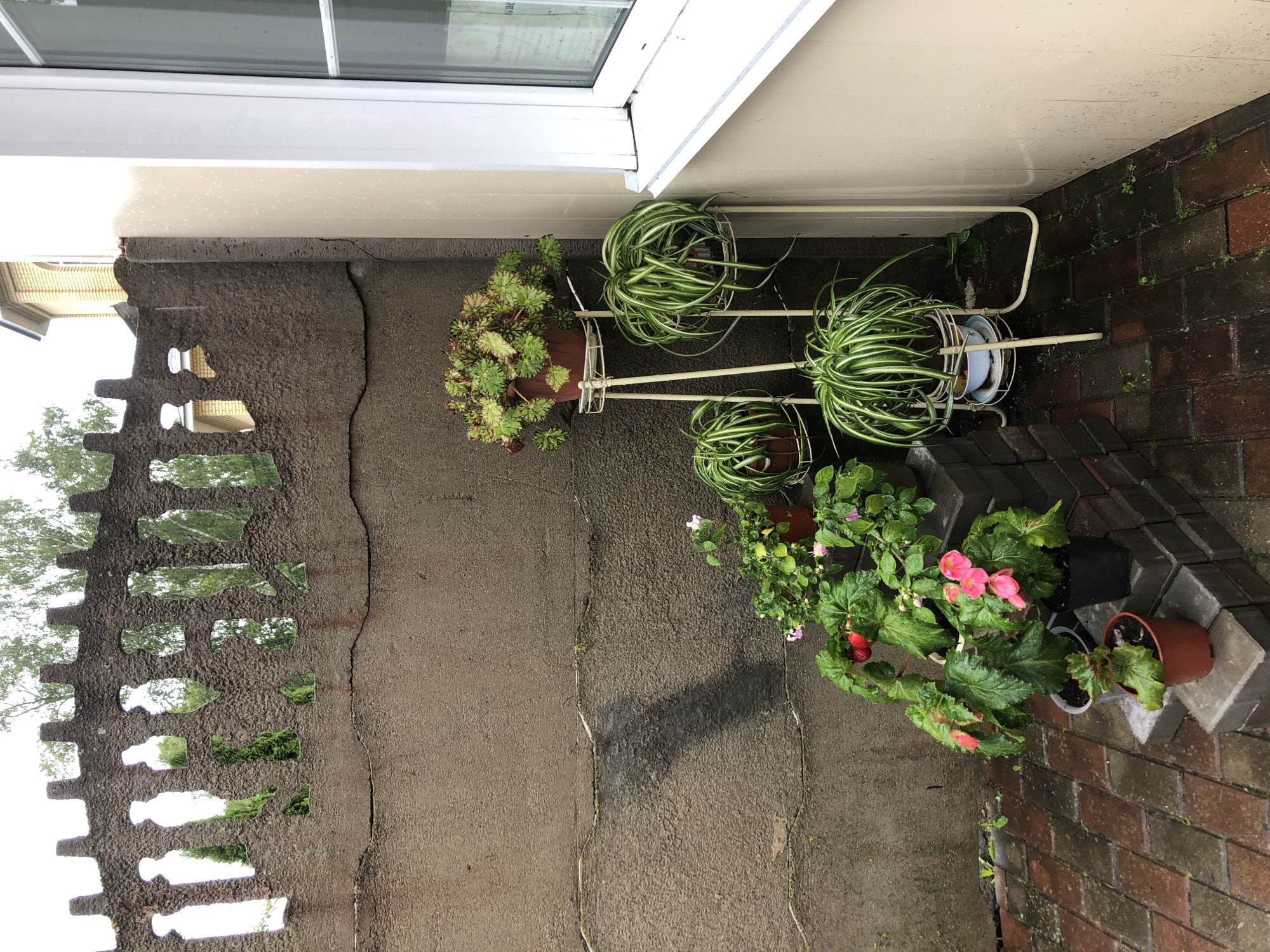 The image depicts an outdoor corner of a property, likely a backyard or patio, adjacent to a building with a white window frame. A rough-textured, grey concrete wall forms the backdrop, featuring a decorative cutout fence at the top. Several potted plants are arranged in this space.
On the left, against the wall and on stacked brick pavers, are various flowering plants. One has large green leaves with red accents and bright pink flowers. Another plant with green leaves and small pink flowers is also visible. A smaller potted plant with green leaves sits on a lower paver.
To the right, a white metal plant stand holds three different types of plants. The top shelf has a plant with bushy green and reddish-brown foliage in a brown pot. The middle and bottom shelves each contain a spider plant with long, striped green leaves in brown pots.
The ground is paved with reddish-brown bricks, appearing wet, suggesting recent rain. The overall environment appears to be a domestic setting, possibly in or around Safonovo, Russia, given the context provided. No people are present in the image.