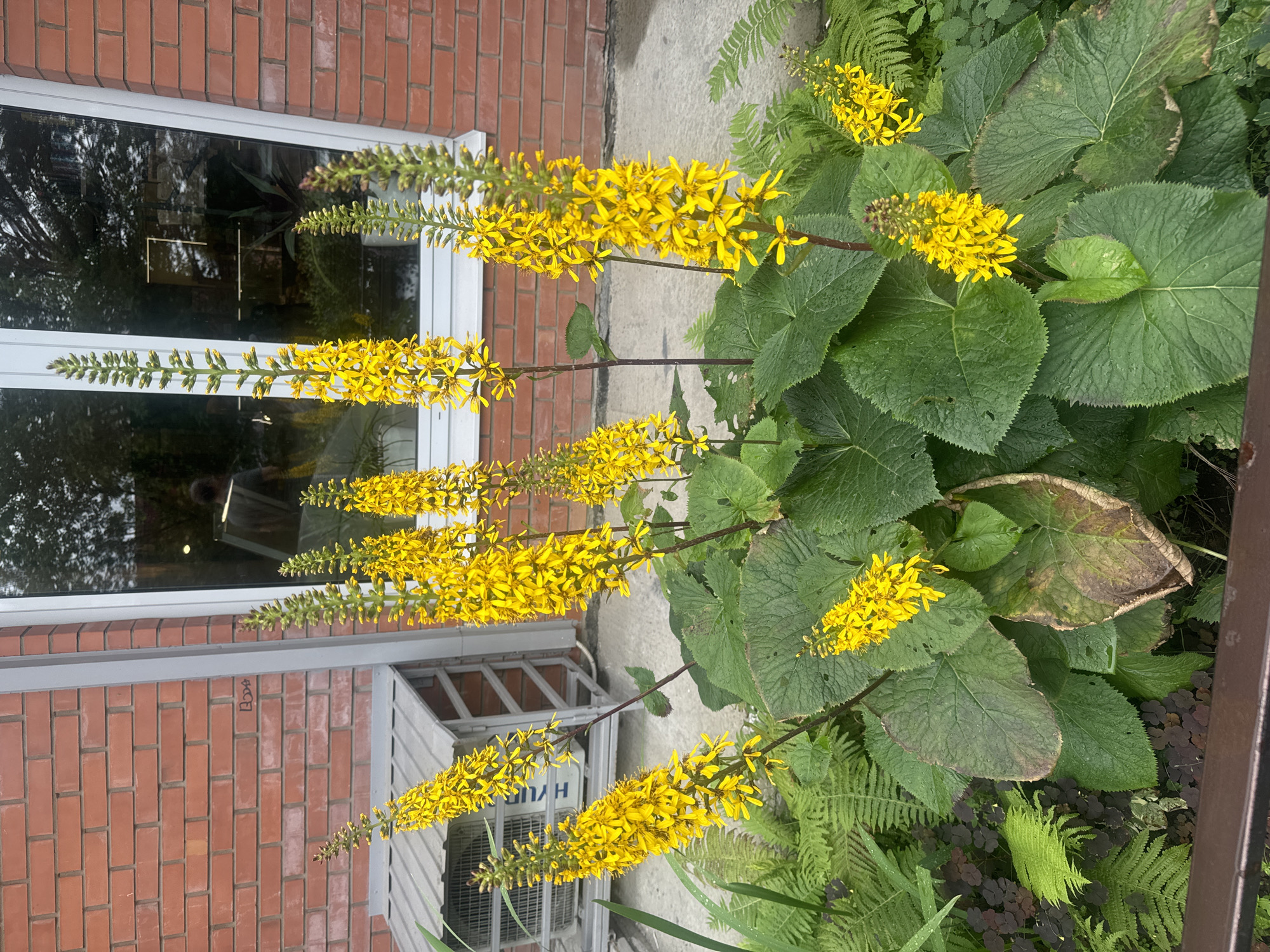 This is a medium shot, eye-level outdoor photograph of a cluster of tall, yellow flowering plants with large, green leaves in front of a brick building. The building has a window with reflections of trees and an interior scene. To the left of the plants, a portion of a gray metal structure, possibly an air conditioning unit or storage box, is visible against the brick wall. The plants are in a garden bed with some ferns and smaller, dark-leaved plants. A dark metal railing runs along the bottom of the frame. The scene is likely in Irkutsk, Russia, given the building's architecture and the presence of what appears to be an air conditioning unit, common in certain climates. There are no people clearly visible in the image, though a blurred figure can be seen in the reflection of the window.