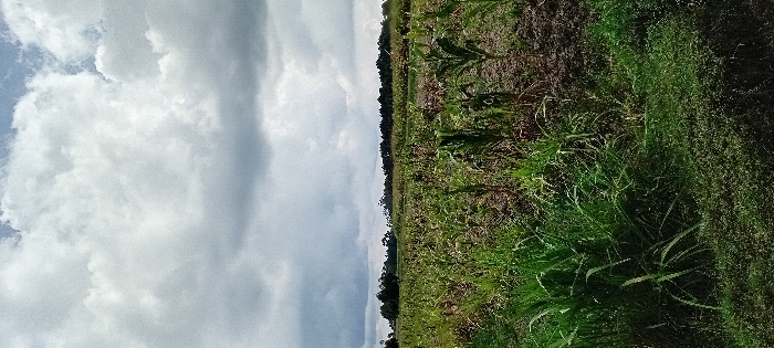 The image displays an expansive agricultural field located in Heni Village, Kenya. The sky is largely covered by dense, grey-white cumulus clouds, with isolated patches of lighter blue sky visible towards the top. The foreground is dominated by robust clumps of various green grasses and broad-leafed vegetation. Extending into the midground and background, the field features numerous young maize plants, arranged in discernible rows, interspersed with areas of dark, tilled soil and scattered weeds. The maize plants are in an early to mid-growth stage. The distant horizon is marked by a dense line of trees and foliage. No individuals, human actions, or man-made structures are observed within the frame.