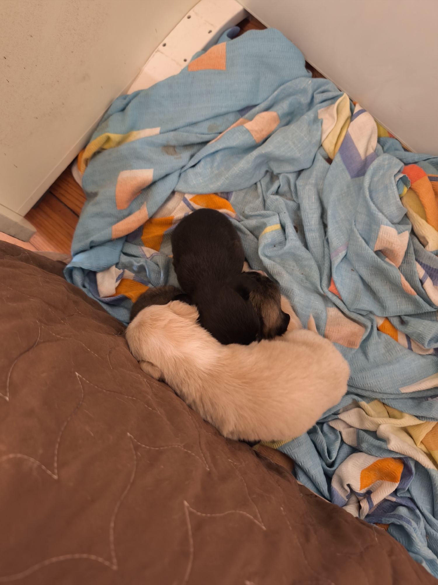 The image shows three puppies sleeping on a brown patterned cushion and a blue patterned blanket. The location is near a white wall in a room, potentially in Avren, Bulgaria. There are no visible people or explicit actions, but the subjects are the puppies resting.