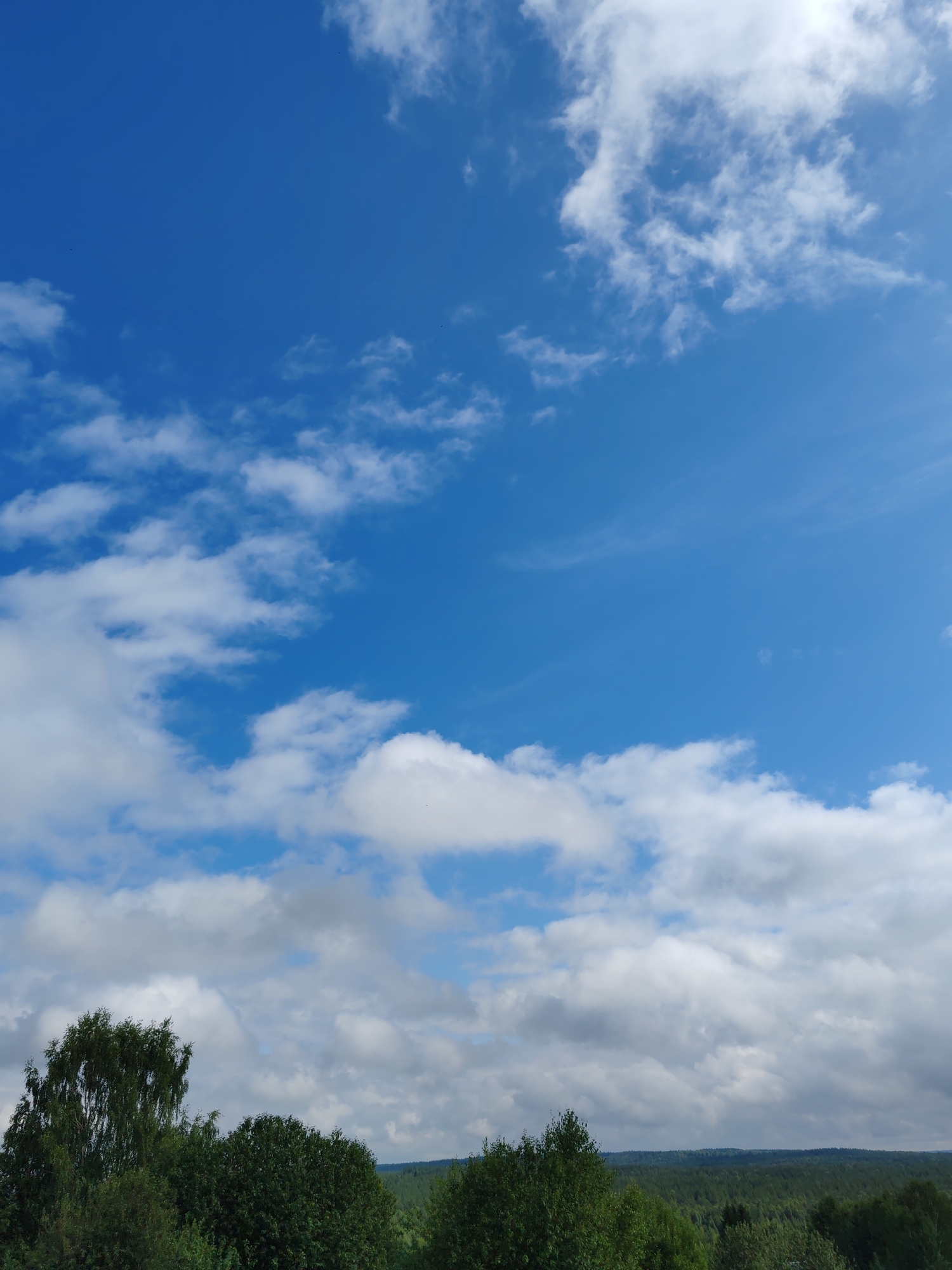The image shows a bright blue sky with scattered white clouds, characteristic of fair weather. Below the sky, a dense, dark green forest stretches across the horizon. The forest appears to be comprised of various trees, with some taller trees, including what looks like a birch tree with its distinctive white bark and drooping branches, standing out on the left side of the frame. The overall impression is a natural landscape scene. The image does not contain any people, specific objects, or actions. Based on the description of the location as the city of Чухлэм, Russia, this scene likely depicts a rural or natural area on the outskirts of the city.