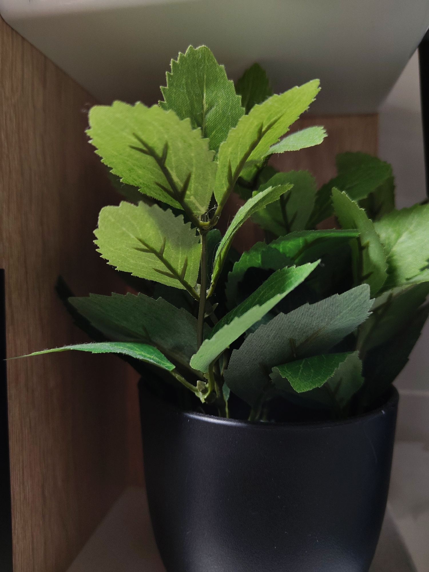 A potted plant sits on a shelf. The plant has green leaves with serrated edges. The pot is black and appears to be made of plastic. The shelf is made of wood and is brown in color. The background is blurred. There is no indication of the location being Moscow, Russia.
