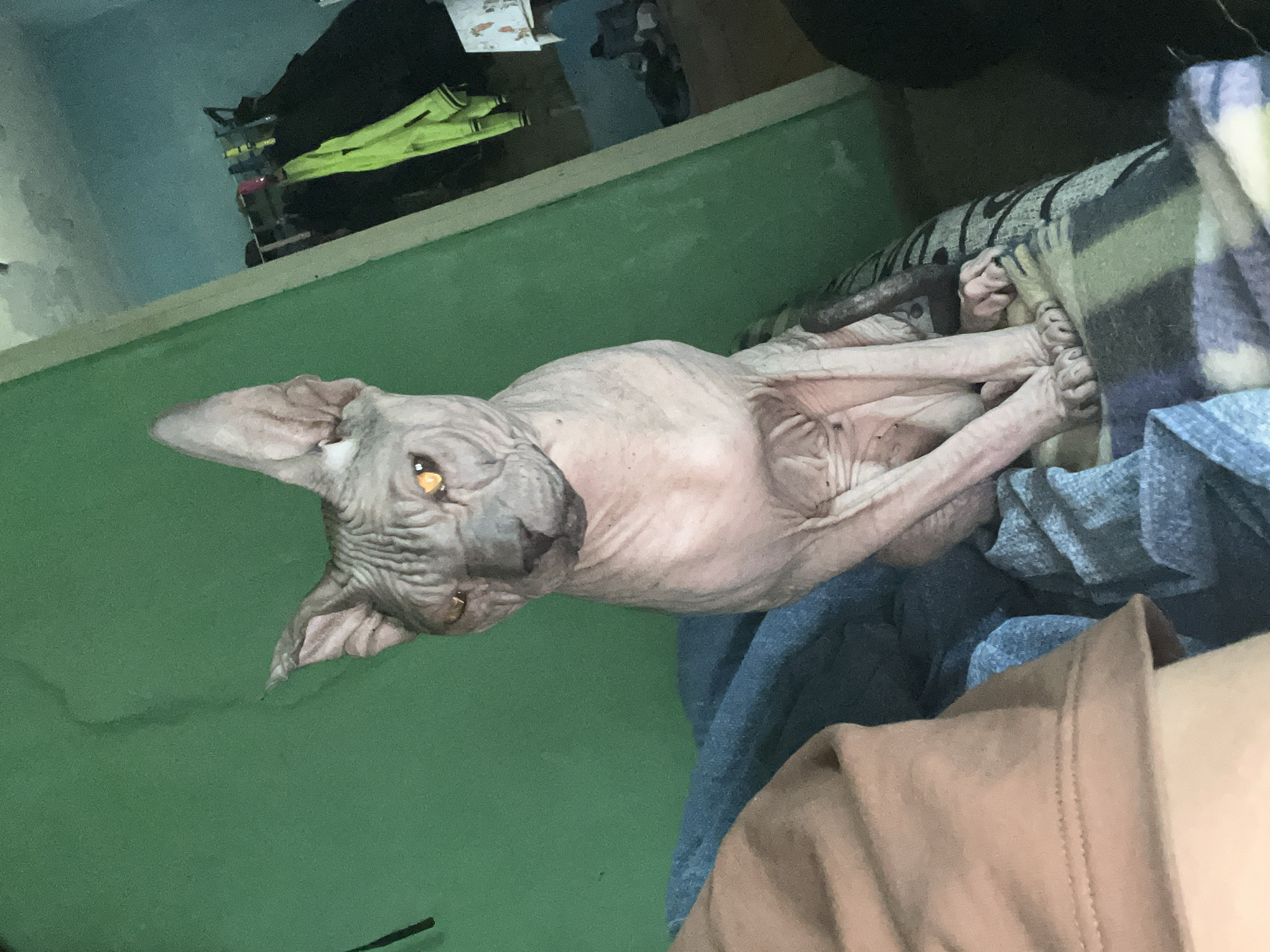 A Sphynx cat with gray skin and amber eyes is sitting on a couch with a patterned blanket. The cat is facing forward, with its head tilted slightly to the left. Its front paws are resting on the blanket, and its hind legs are tucked beneath it. The background is a green wall with a doorway to a room with clothes hanging on a rack. There is also a glimpse of a table with some items on it. The lighting is dim, and the overall mood is calm. The image does not contain any information that would allow for its location to be identified as Nizhny Tagil, Russia.