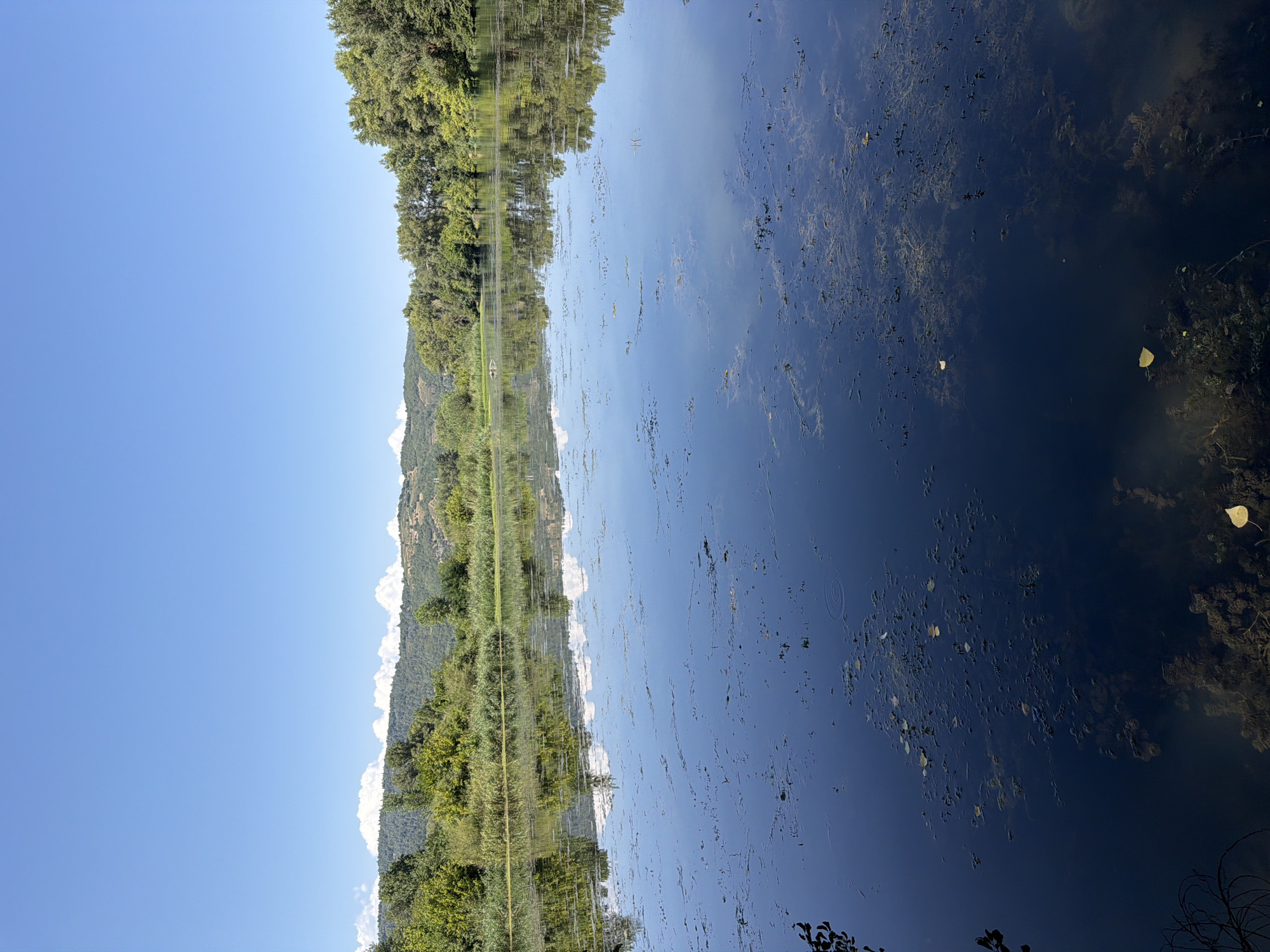 The image depicts a serene natural landscape with a calm body of water in the foreground, reflecting the bright blue sky and lush green trees lining the opposite bank. The water's surface is dotted with various debris, including leaves and aquatic vegetation. In the background, rolling hills covered in dense foliage form a picturesque backdrop under a clear sky. The scene suggests a tranquil and undeveloped natural setting, possibly a lake or a slow-moving river. There are no people or animals visible in the image, nor any man-made structures, indicating a focus on the untouched natural environment. Based on the provided context, this image is identified as being located in Tournon-sur-Rhône, France.