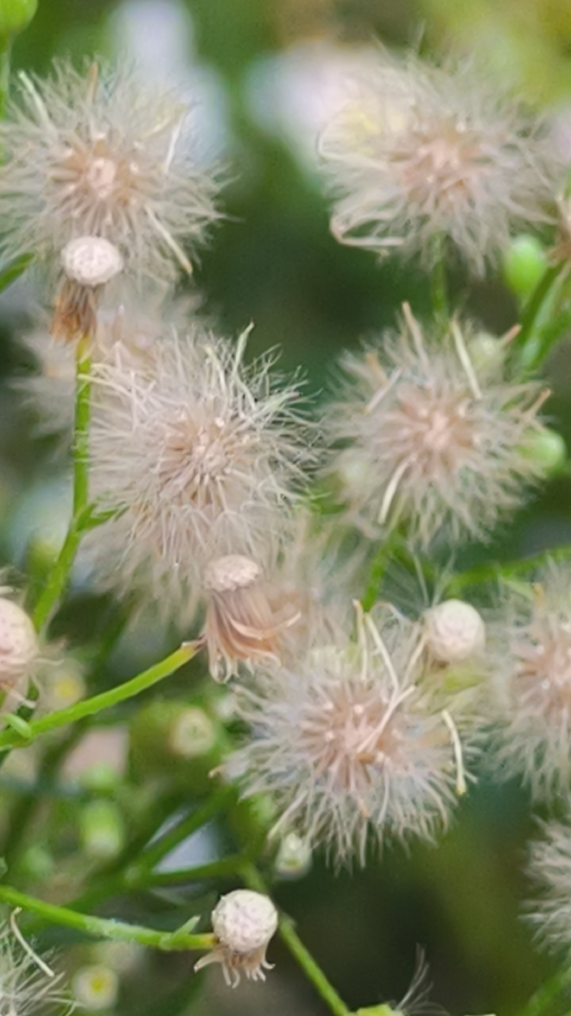 The image is a close-up, macro photograph of several small, white, fluffy seed heads of a plant, likely a type of aster or dandelion. The seed heads are delicate and appear to be in various stages of development, with some still closed and others fully open and dispersed. They are set against a soft-focus green background, suggesting they are outdoors in a natural environment. The lighting is diffused, creating a gentle illumination on the subjects. There are no people or man-made objects visible in the frame. The photograph's focus is entirely on the intricate details of the plant's seed structures. Without any visual cues related to the city of Lviv, Ukraine, it is impossible to determine the location from the image alone.