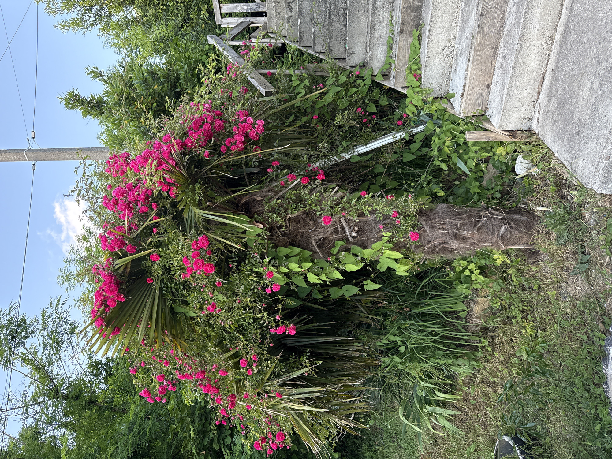 This is a vertical, eye-level, outdoor medium shot of an overgrown palm tree adorned with clusters of small, bright pink flowers. The palm fronds are visible beneath the blooms, and the trunk is thick and fibrous. The plant is surrounded by lush green foliage, and a weathered, wooden and concrete outdoor staircase is visible in the upper right corner. The scene suggests a humid, warm environment, possibly a garden that has become a bit wild. The sky is a clear blue with a few wispy clouds. There are no people or animals in the image, and no text is visible. The overall impression is one of natural beauty and a touch of neglect.