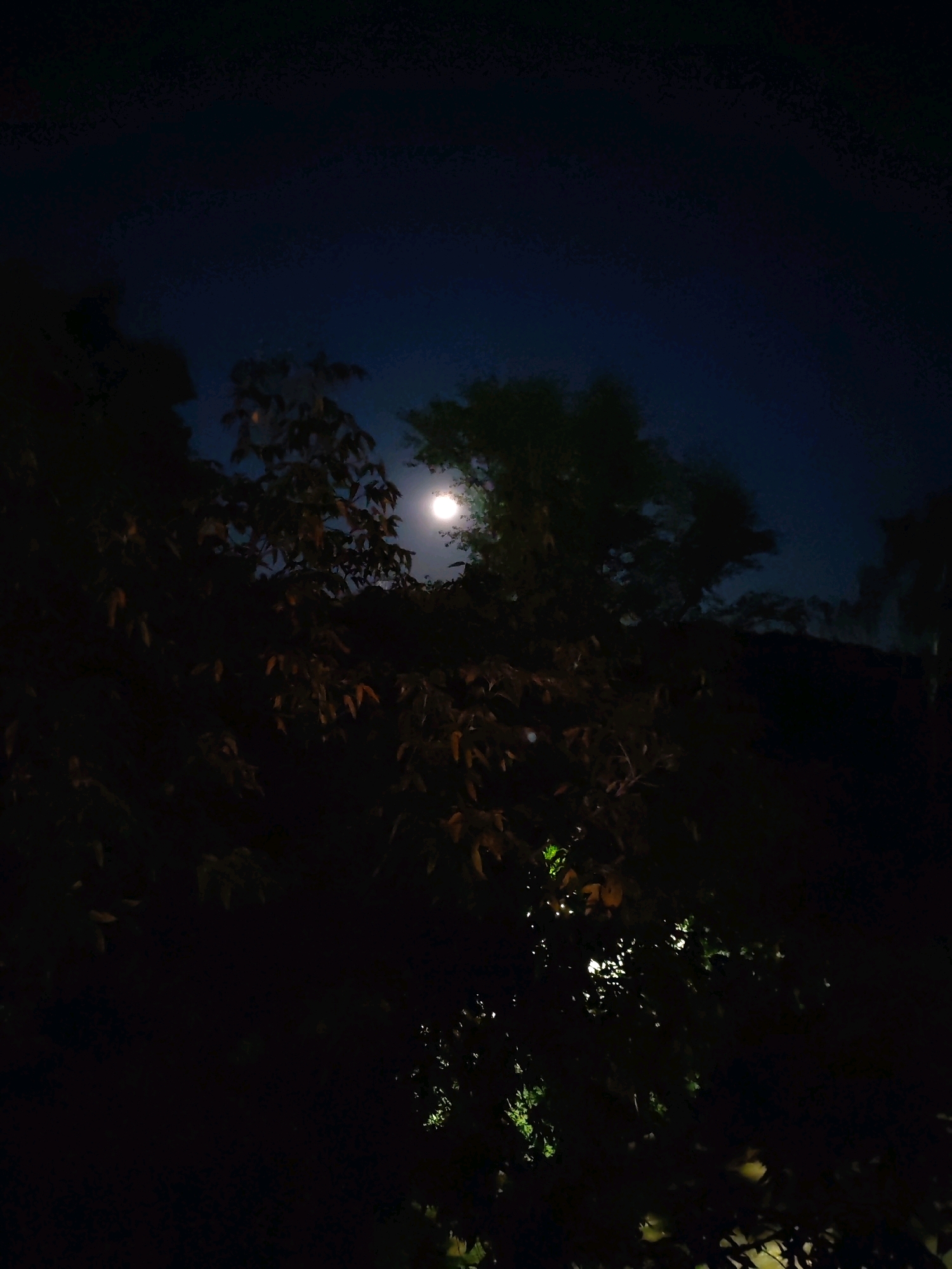 The image depicts a nighttime scene with a full moon visible in a dark blue sky, partially obscured by the silhouettes of trees. The trees are dense, with some branches and leaves catching the moonlight, creating a dappled effect. The foreground is predominantly dark, with hints of foliage illuminated by an unseen light source, possibly artificial. No people or specific landmarks of Izhevsk, Russia, are identifiable in this image; it is a general natural scene.