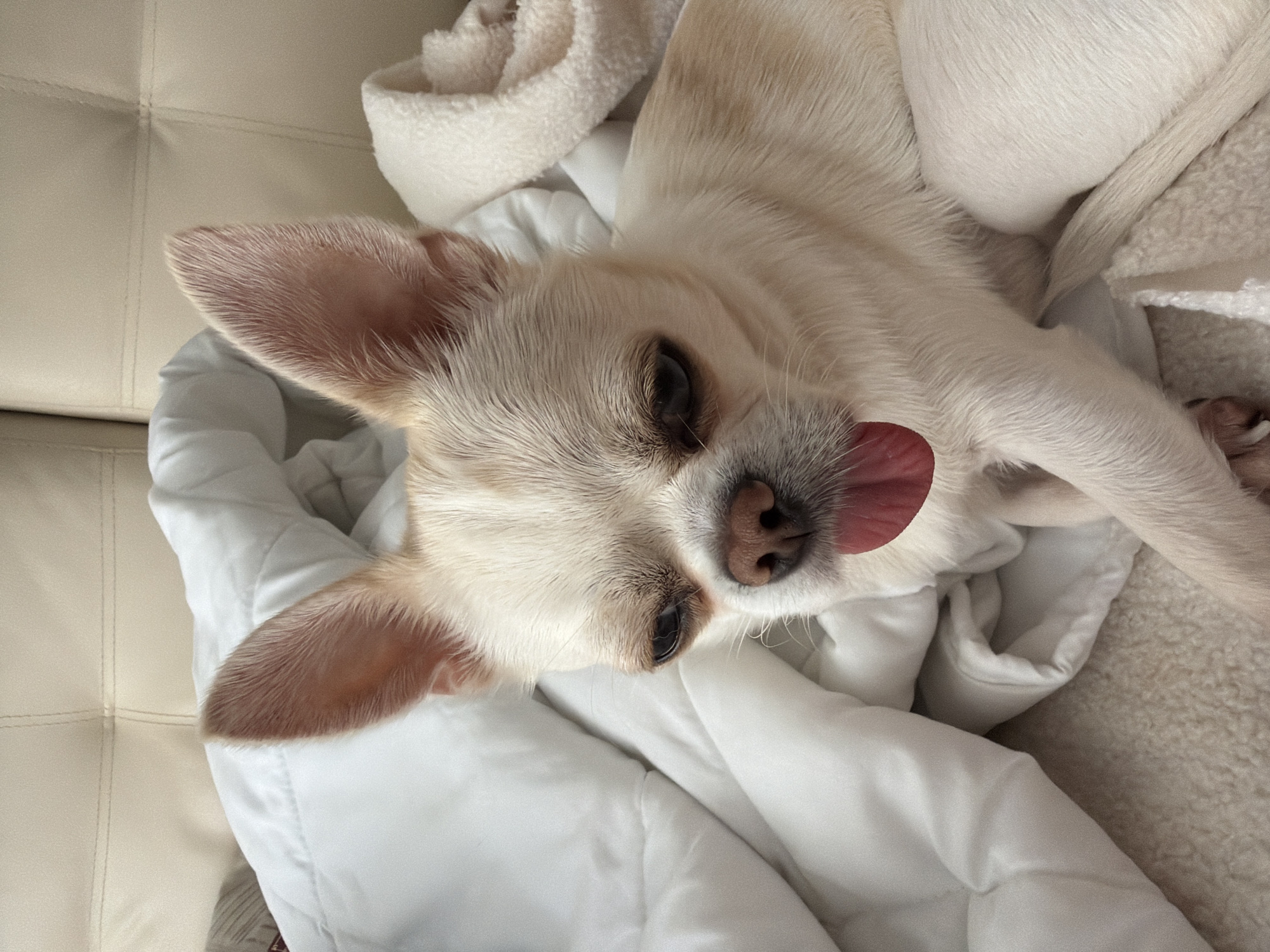 A light-colored chihuahua is lying on a white blanket on a couch. The dog has large ears and its tongue is sticking out. The couch is upholstered in a light-colored fabric with visible stitching. The background is blurred, but appears to be an indoor setting. There is no indication of the location being in the city of Semiluki, Russia.