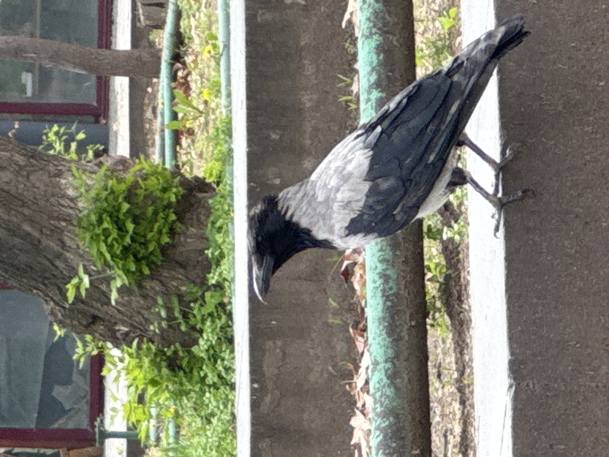 A hooded crow stands on a concrete surface, adjacent to a green painted pipe and a concrete barrier. Lush greenery and a tree trunk are to the left. In the background, a building structure with a burgundy frame is visible. The location is Yerevan, Armenia.