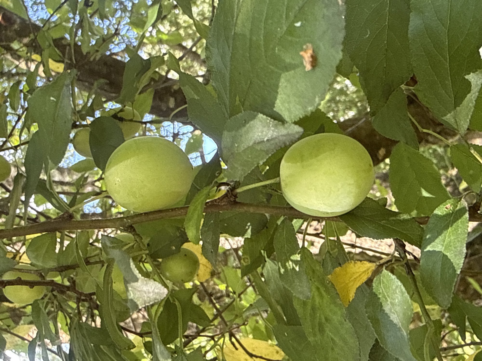 A close-up shot shows two unripe green plums hanging from a tree branch, surrounded by lush green leaves. The plums are plump and round, with a smooth skin. One plum is positioned above the other, with a slight gap between them. The leaves are a vibrant green, some appearing slightly yellowed, indicating the transition to autumn. The background is blurred, but hints of sunlight filtering through the foliage suggest an outdoor setting. There are no people or animals visible in the image. The image is taken in Rudamina, Lithuania.