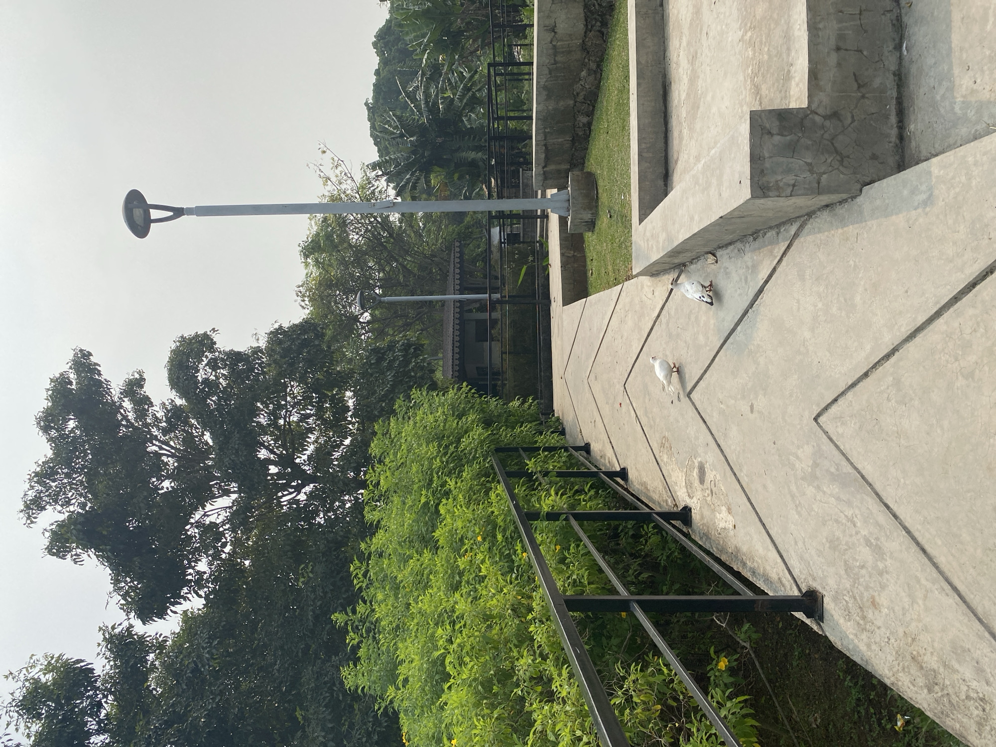 Two white doves walk on a concrete pathway in Taman Mini Indonesia Indah (TMII), East Jakarta, Indonesia. The pathway is bordered by lush green bushes on the left and a raised concrete structure on the right. A black metal railing runs along the edge of the pathway, separating it from the bushes. In the background, trees and a small building with a traditional Indonesian roof are visible. A modern lamppost stands tall on the right side of the pathway. The sky is overcast.
