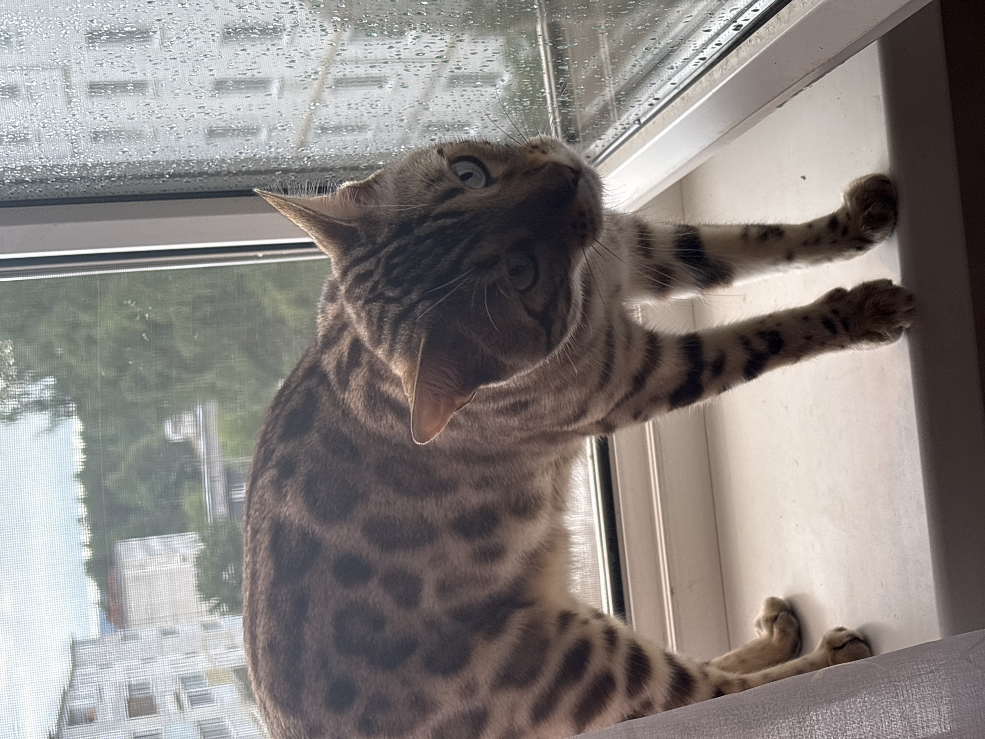 A Bengal cat stands on a windowsill, looking out a rain-streaked window at apartment buildings and trees in Noviy, Russia. The cat is in focus, with its spotted fur clearly visible. The background is slightly blurred due to the rain on the window and the distance. The environment appears to be an urban setting with residential buildings and greenery. The lighting suggests it is daytime, possibly overcast due to the rain.