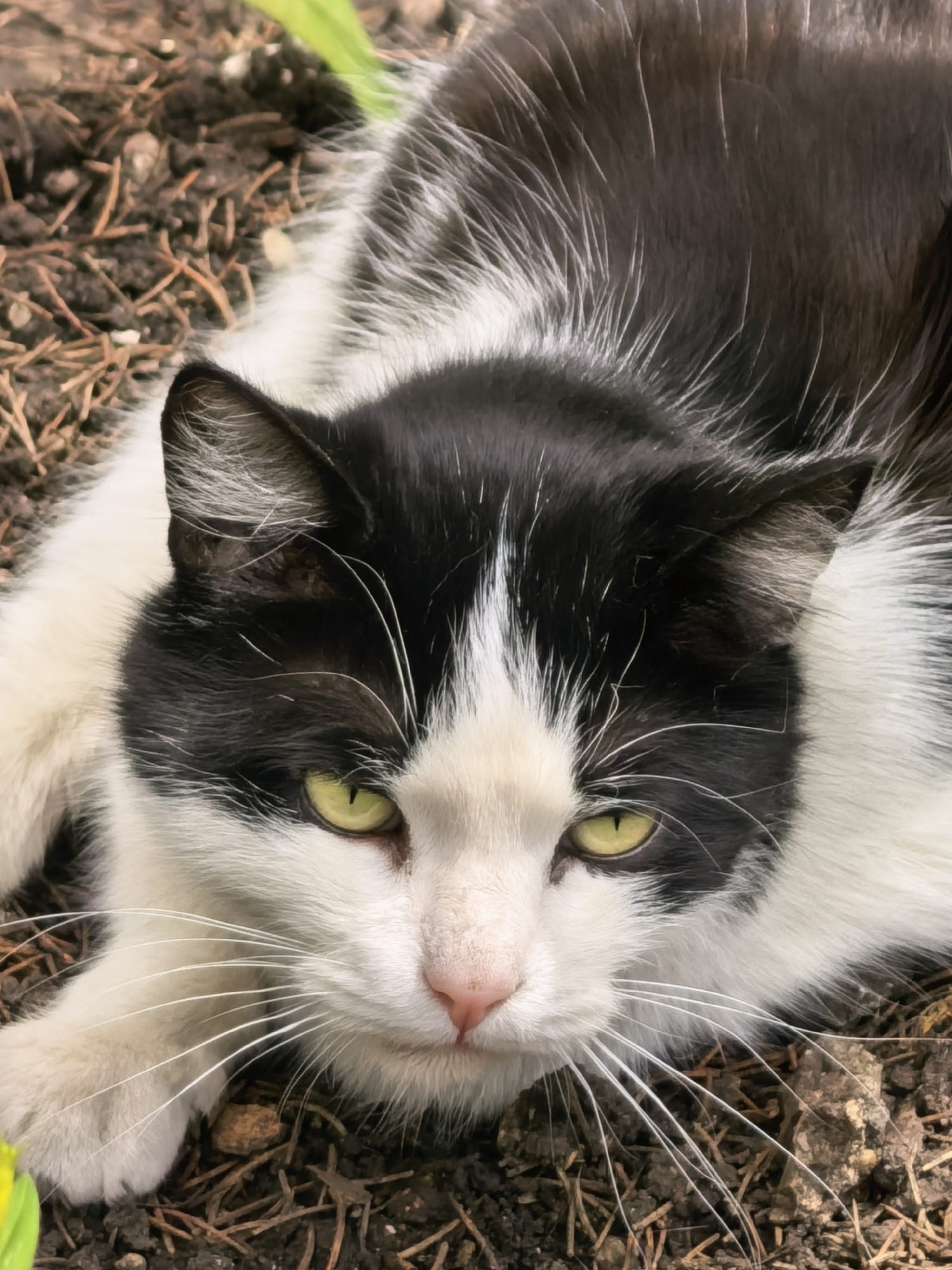 A black and white cat with green eyes is lying on the ground. The cat is in the foreground, with its head slightly tilted and its eyes looking towards the camera. The background is out of focus and appears to be dirt and dry leaves. There is a small yellow flower in the bottom left corner of the image. The scene is well-lit, with natural light illuminating the cat's fur and features. The location is the city of Sterlitamak, Russia.