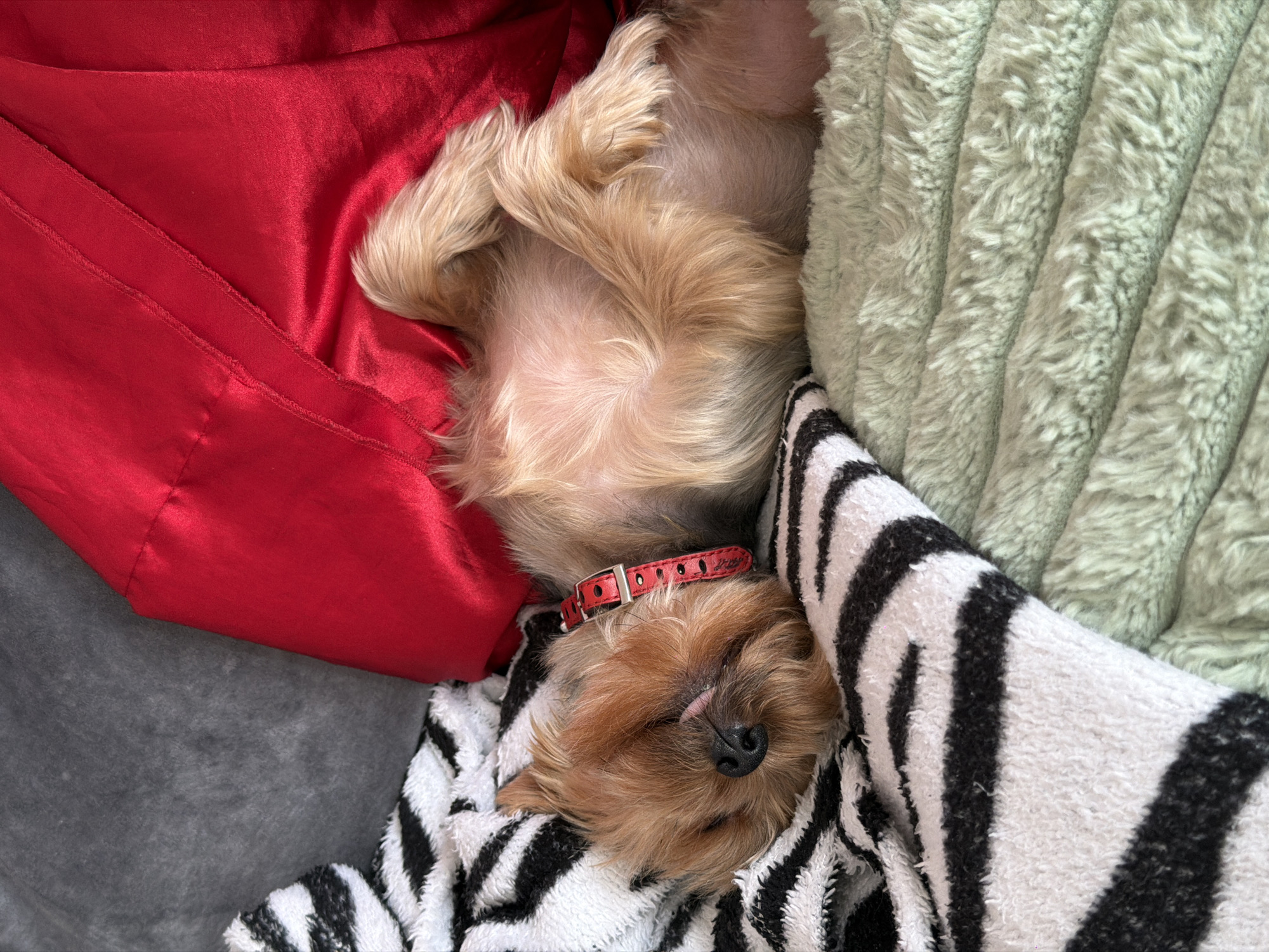 A small, light brown dog with a red collar is sleeping on its back, with its belly exposed. It is lying on a zebra-striped blanket, which is itself on top of a light green fuzzy blanket. Behind the dog, a red satin-like fabric is visible, along with a grey surface. The dog appears to be relaxed and comfortable. The location is not identifiable as the city of Perm, Russia.