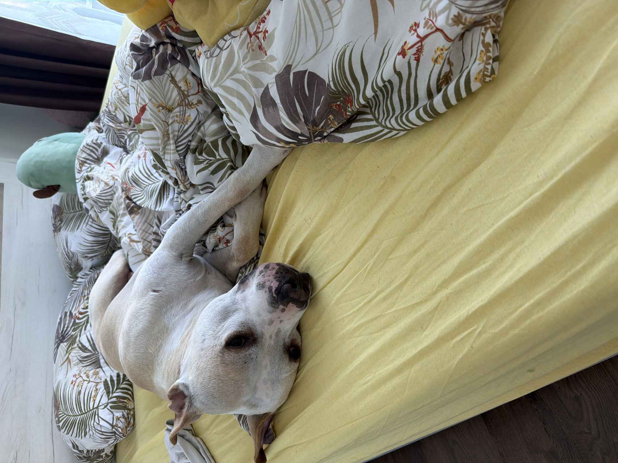 An overhead, slightly angled shot captures a light-colored dog resting comfortably on a bed in an indoor setting, likely a bedroom, in Plovdiv, Bulgaria. The dog, possibly a Pitbull-type breed given its build and facial features, is primarily white with some light brown or tan markings, particularly around its eyes and snout. Its snout is dark brown with some pink mottling, and its eyes are a dark brown. The dog is lying on its side, partially covered by a patterned duvet, with its head turned towards the camera, appearing relaxed and sleepy.
The bed features a solid yellow fitted sheet. A duvet with a tropical-themed pattern, showcasing large green and brown palm leaves and some smaller red and yellow floral accents on a white background, is pulled up around the dog. Two legs of the dog are visible, extended under the duvet.
In the background, on the bed near the headboard, a light green, turtle-like stuffed toy is partially visible, along with what appears to be part of a yellow stuffed toy or pillow. The floor next to the bed is made of dark brown wooden planks. Natural light enters the room, suggesting it is daytime. No text is visible in the image. The overall impression is one of coziness and a pet enjoying a peaceful rest.