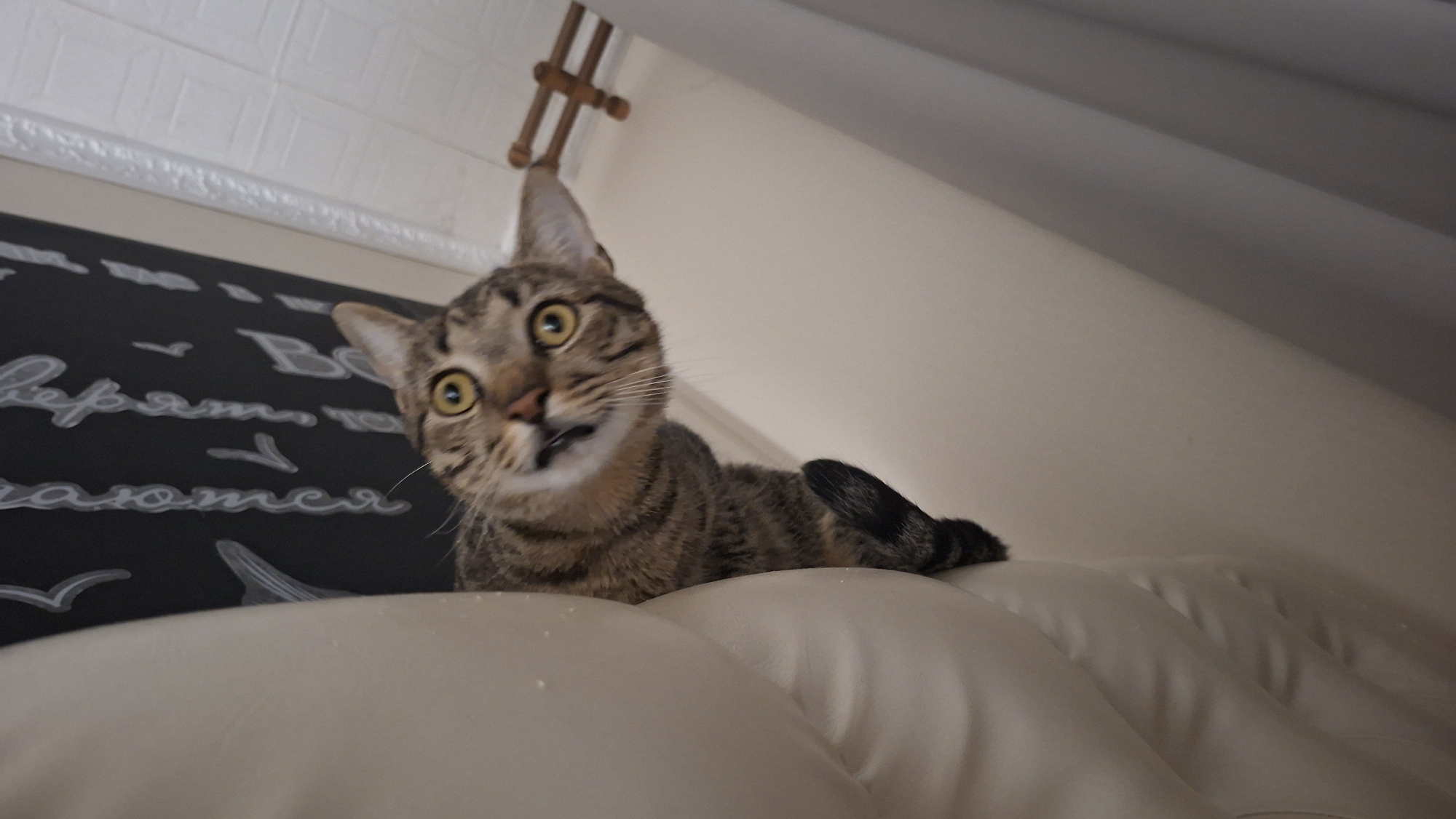 A low-angle, medium shot captures a tabby cat with wide, yellow eyes peeking over the edge of a light-colored, cushioned surface. The cat's mouth is slightly open, revealing a pink tongue and teeth, and its ears are pointed forward, suggesting alertness or surprise. Behind the cat, a dark surface with white lettering and wing-like shapes is visible. The background consists of a textured white wall and a sloped, neutral-toned surface. A small, wooden, cross-shaped object is suspended from the ceiling area above and behind the cat. The overall scene appears to be indoors.