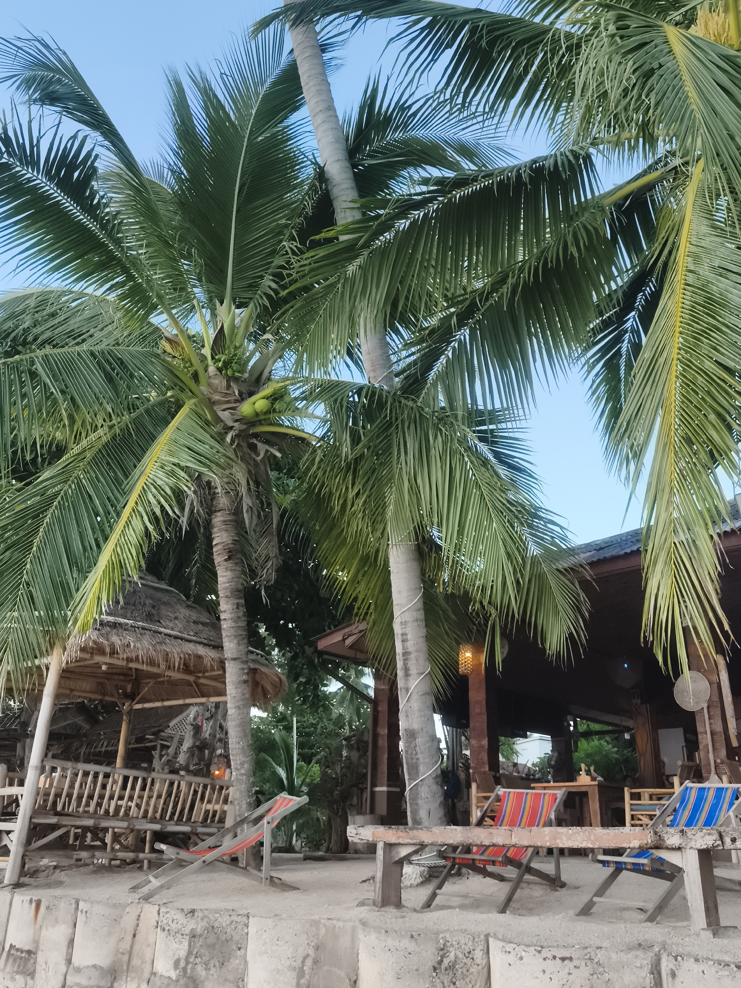 The image depicts a beachside scene in Baan Lipa Noi, Thailand, featuring several prominent coconut palm trees with lush green fronds against a clear blue sky. In the foreground, a sandy beach is visible, bordered by a low concrete wall. Two empty, colorful beach chairs with red, blue, and yellow stripes are positioned on the sand. Behind the chairs, a wooden structure with a thatched roof and bamboo railings is visible, suggesting a shaded seating area or a small open-air building. Further back, a darker, more substantial wooden building with a dark roof and visible interior seating and tables appears to be a restaurant or bar. The overall ambiance suggests a tropical, relaxed vacation setting.