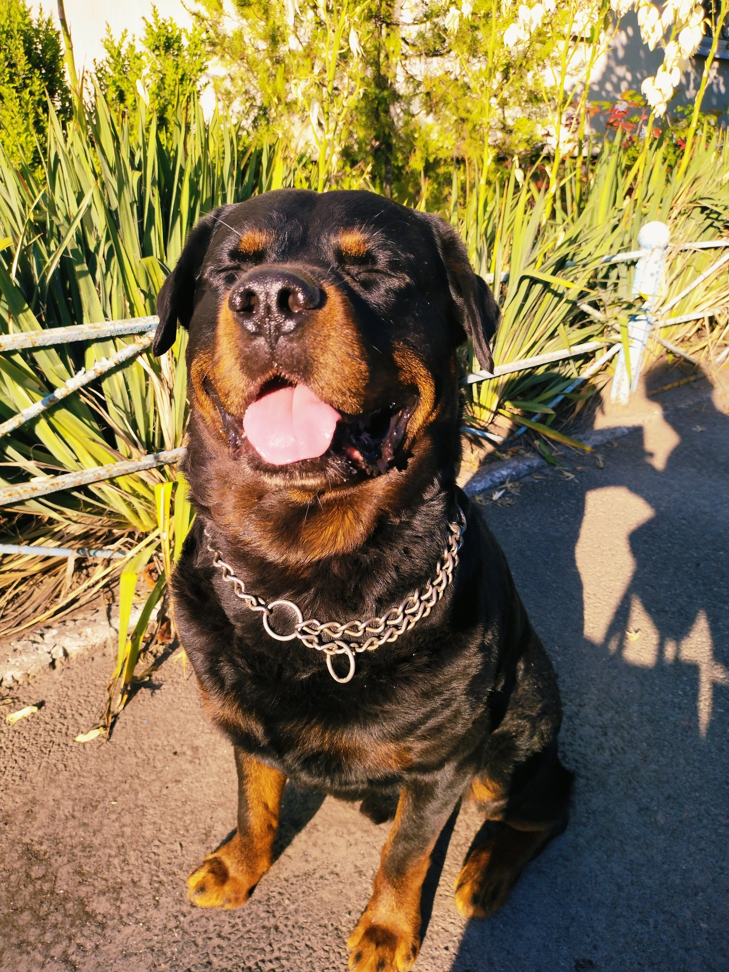 In the city of Horishni Plavni, Ukraine, a Rottweiler sits outdoors on asphalt near a metal fence and lush green plants. The dog, wearing a silver chain collar, has its eyes closed and its tongue out, panting slightly in the sun. The background features tall, spiky green foliage and some white flowers. Sunlight casts shadows of a person holding a camera and another shadow onto the ground.