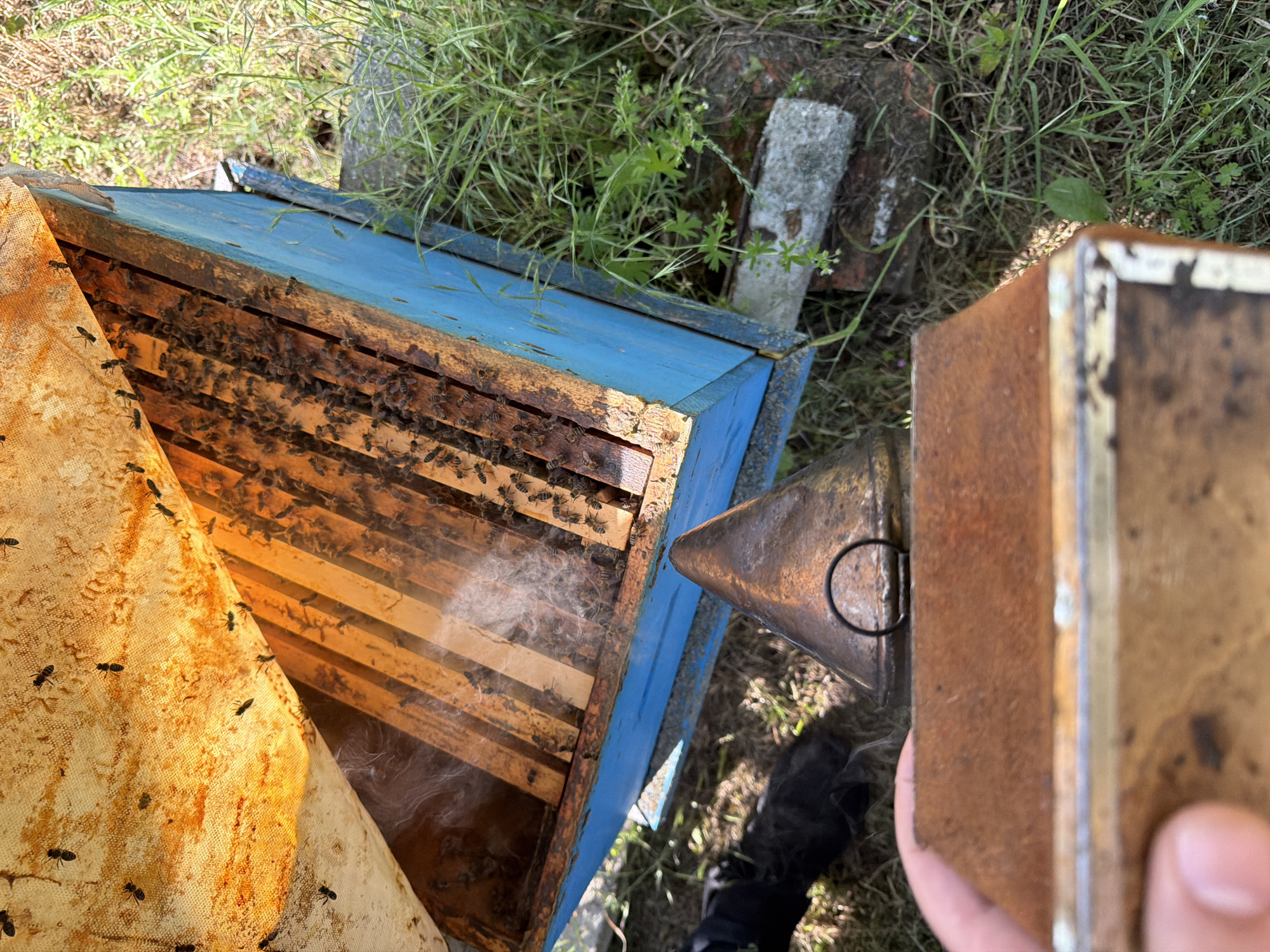 The image depicts a close-up view of a blue beehive in an outdoor setting, possibly in Kaolinovo, Bulgaria. Smoke is being introduced into the hive from a beekeeping smoker, the nozzle of which is visible in the foreground, held by a person's hand. Numerous bees are visible both on the frames within the hive and on the protective netting covering the top. The environment surrounding the hive appears to be grassy with some weeds and possibly bricks or concrete blocks supporting the hive. The overall scene suggests a beekeeping activity in progress.
